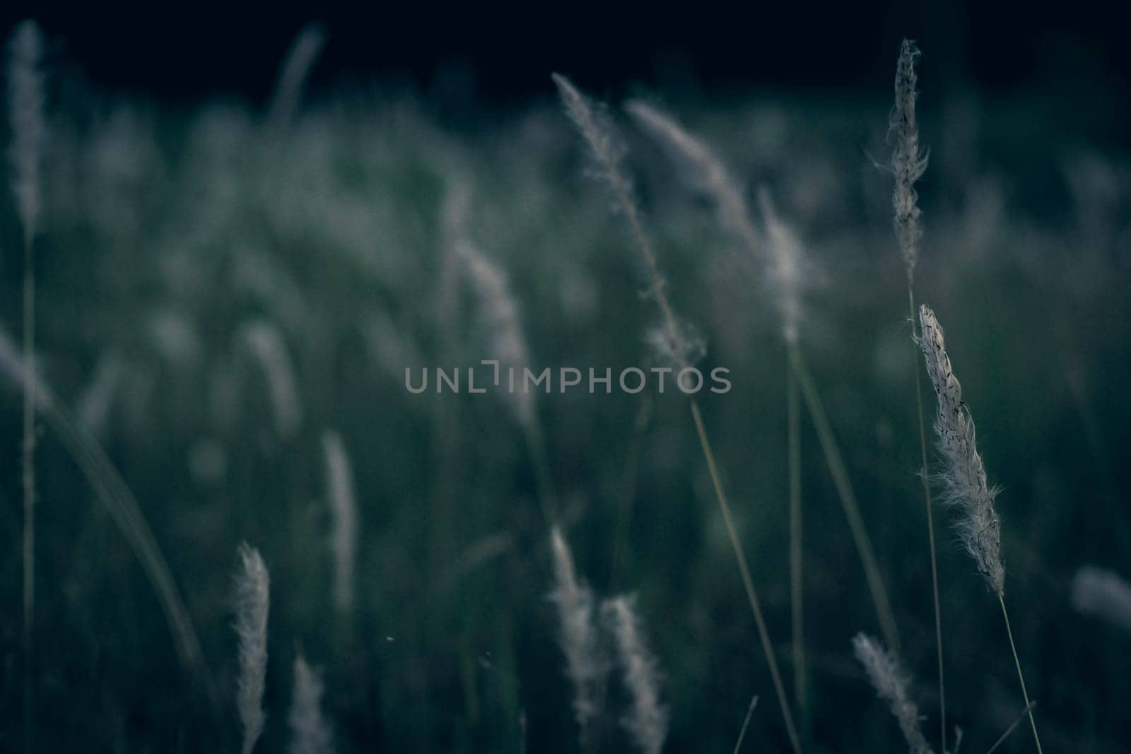 Wild grass flower vintage background little flowers, nature beautiful, toning design spring nature, sun plants
