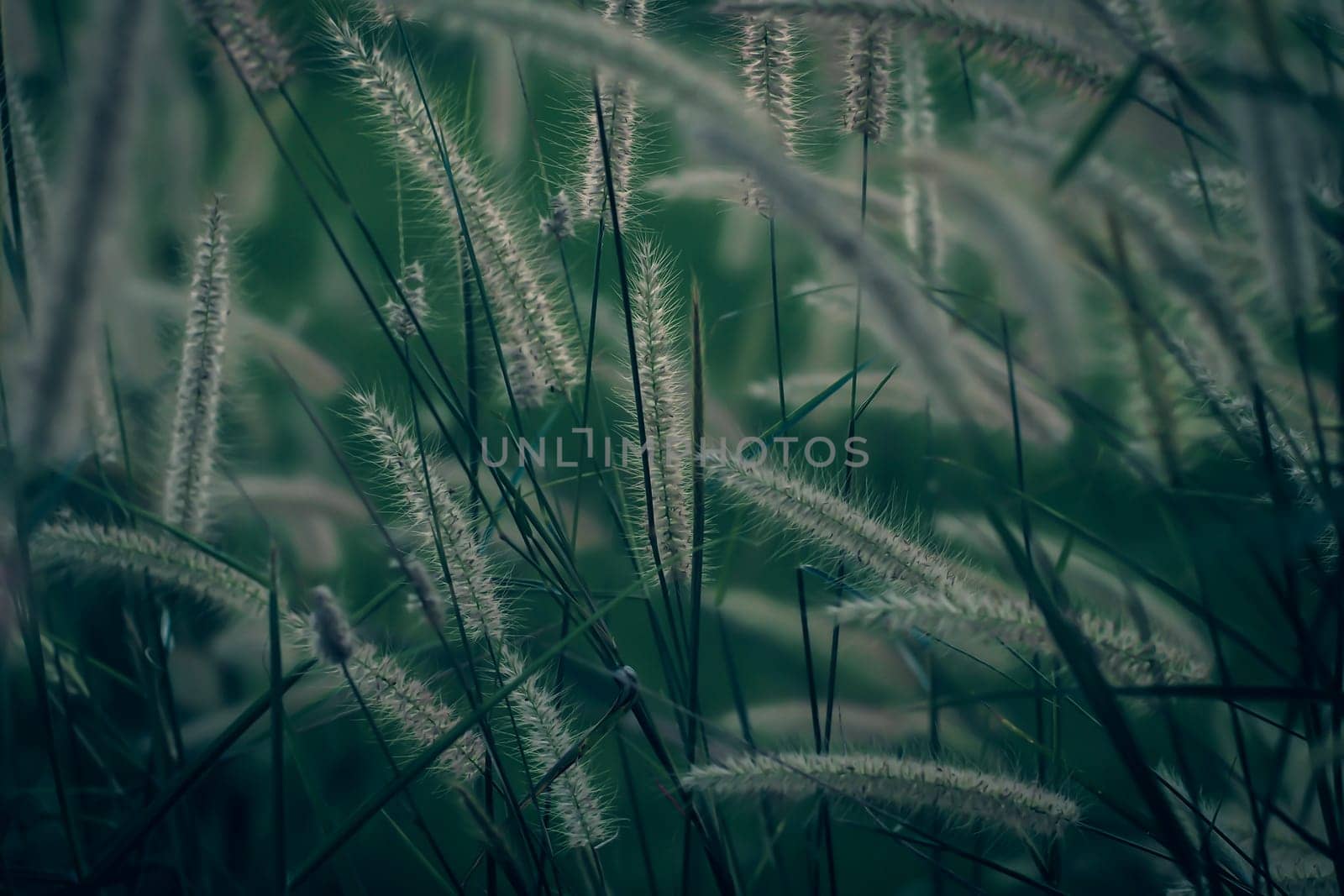 Wild grass flower vintage background little flowers, nature beautiful, toning design spring nature, sun plants
