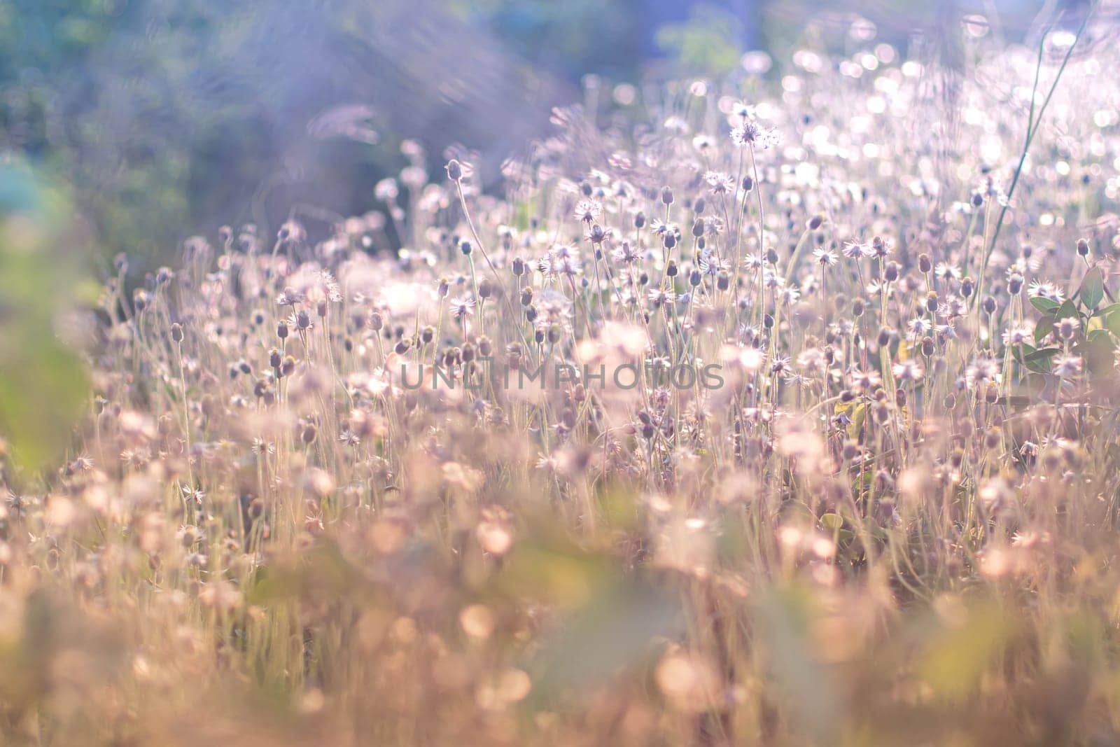 Soft focus fairy tale Wild grass field landscape with spikes. Rural scene. Nature concept. Blurred soft focus. Grass flower, close up soft focus a little wild flowers grass in sunrise
