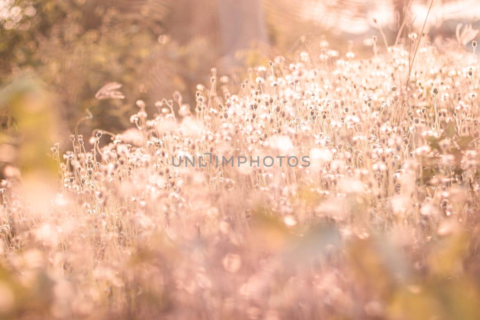Soft focus fairy tale Wild grass field landscape with spikes. Rural scene. Nature concept. Blurred soft focus. Grass flower, close up soft focus a little wild flowers grass in sunrise