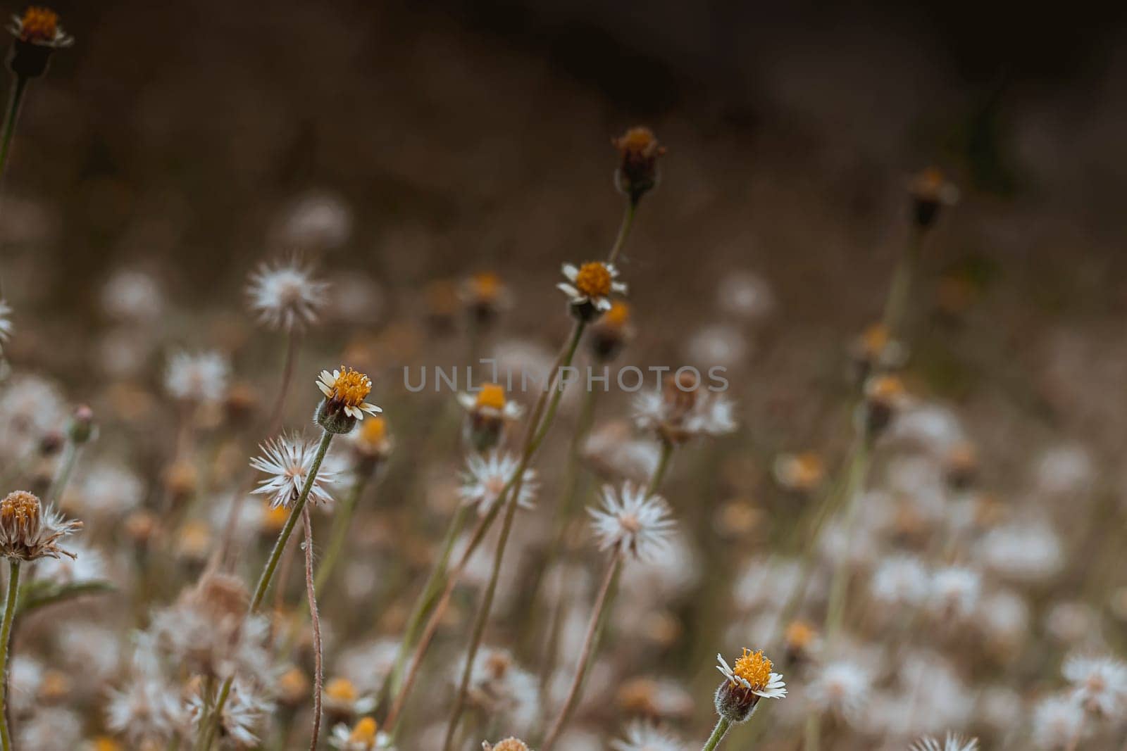 Abstract wild grass flowers grassland in summer background with blurred flowers and bokeh. Green grass and little white flowers on the field. Beautiful summer landscape.