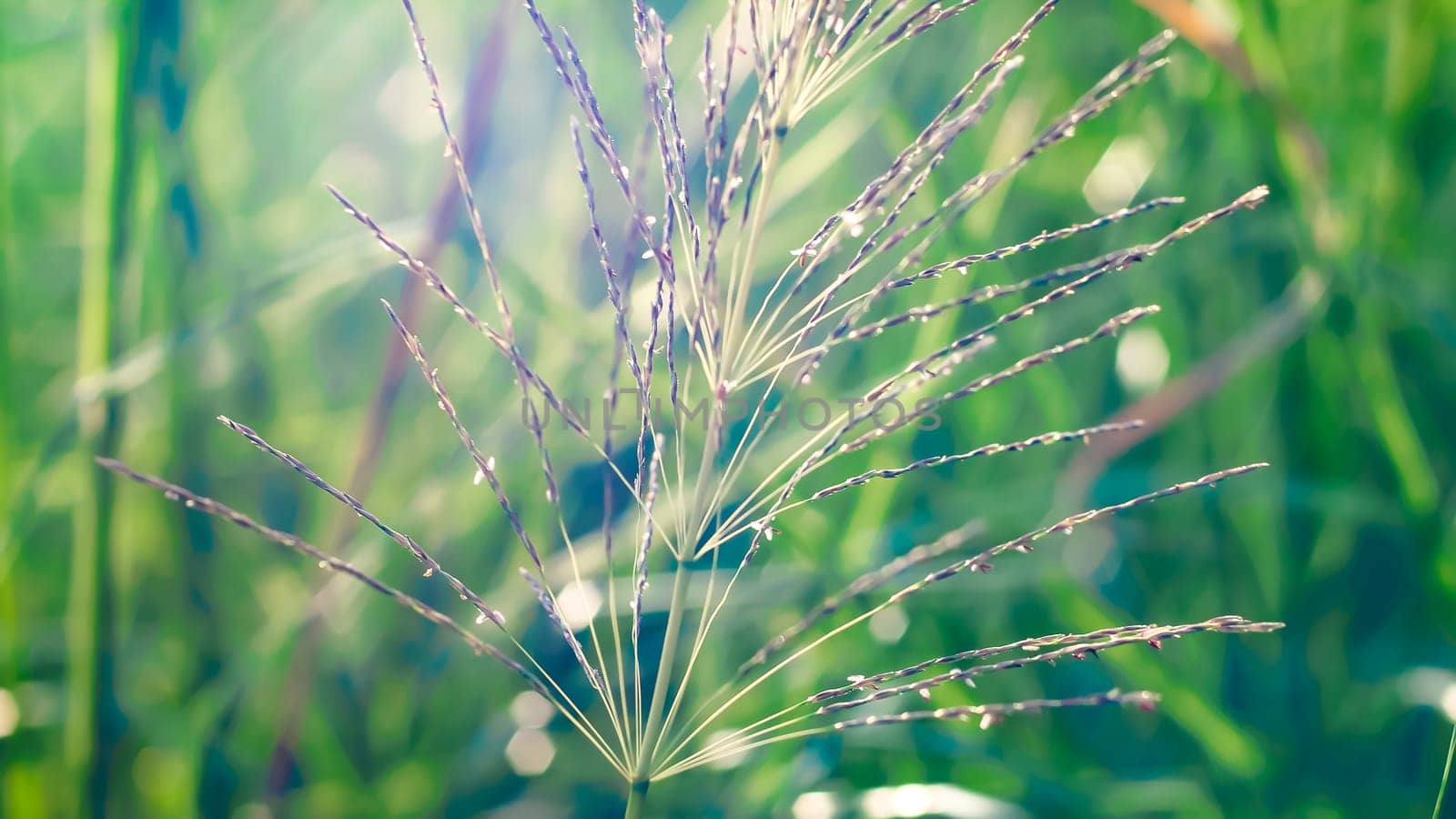 Wild grass beautiful soft flowers in forest. Perfect nature concept idea background