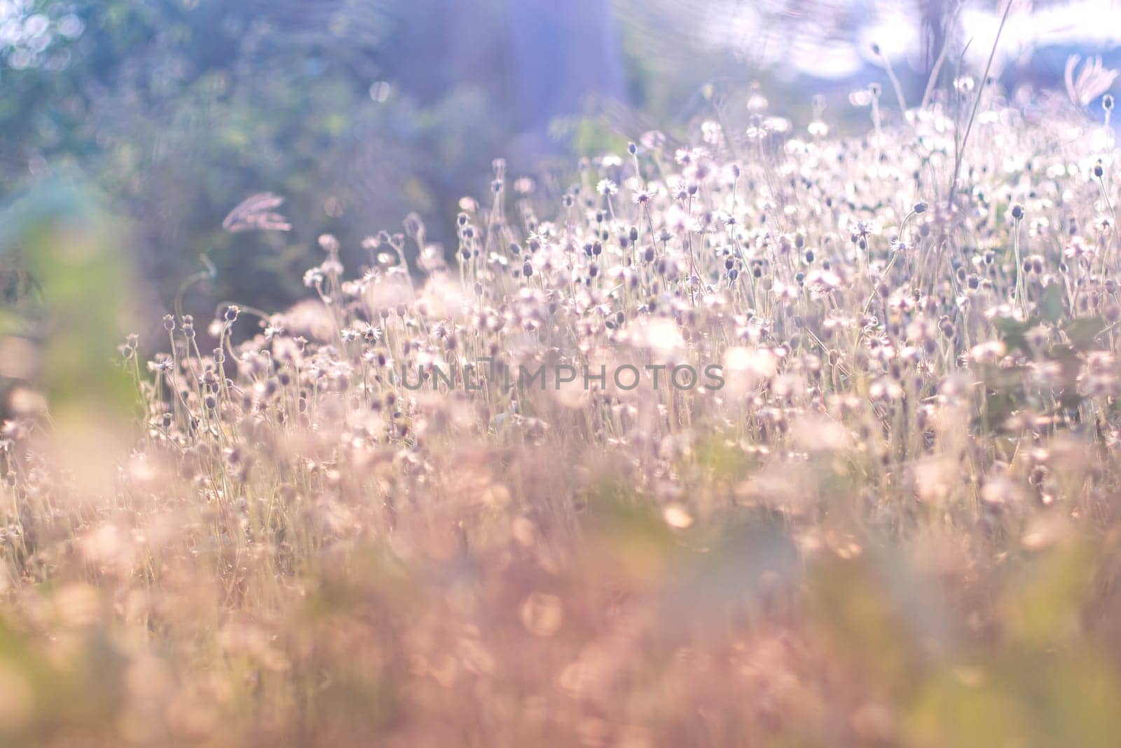solf focus fairy tale Wild grass field landscape with spikes. Rural scene. Nature concept. Blurred soft focus. Grass flower ,close up soft focus a little wild flowers grass in sunrise