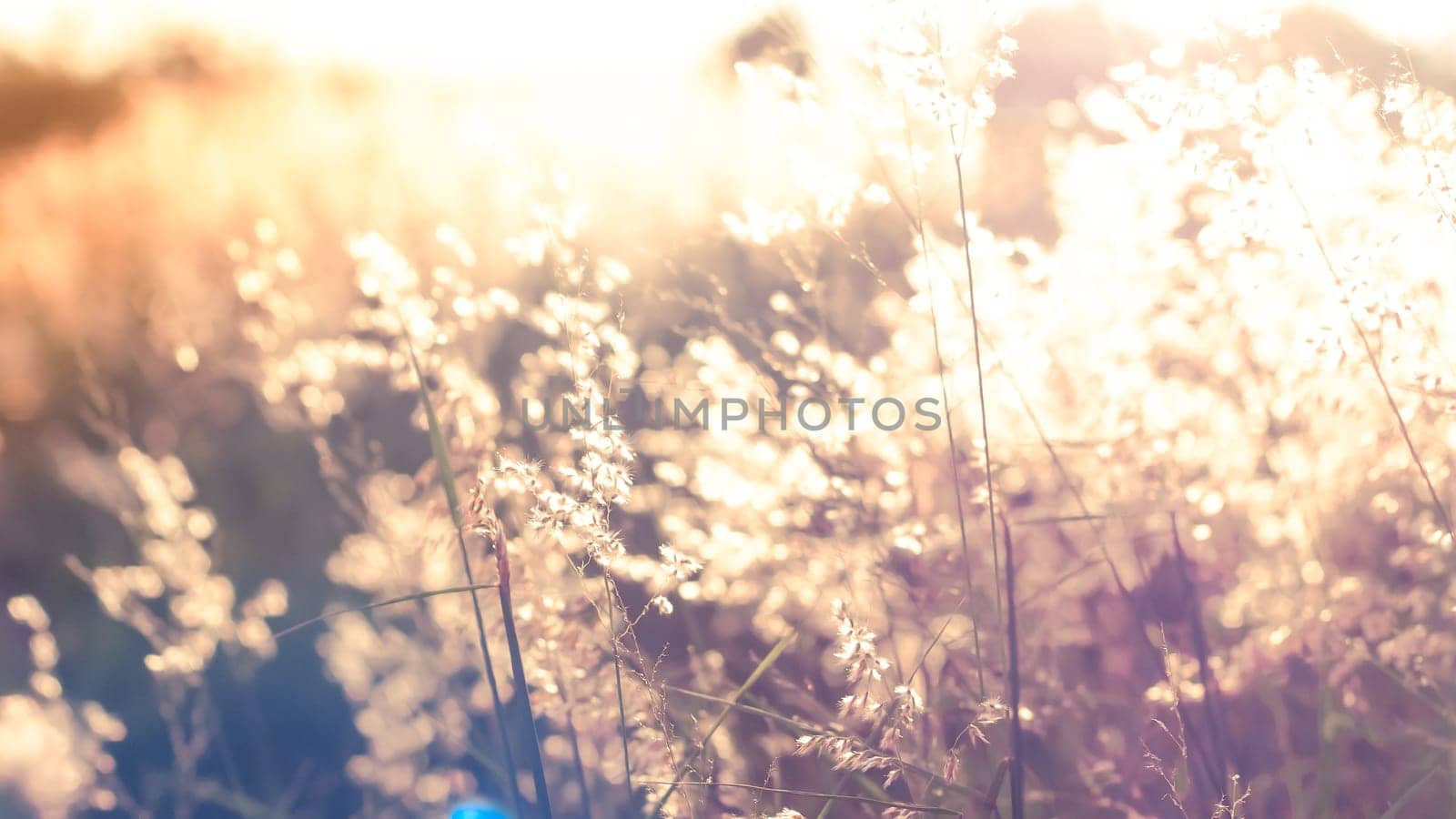 Blur image Wild flowers on the field in sunset light nature background. Wild grass growing on the meadow in beautiful sunset light