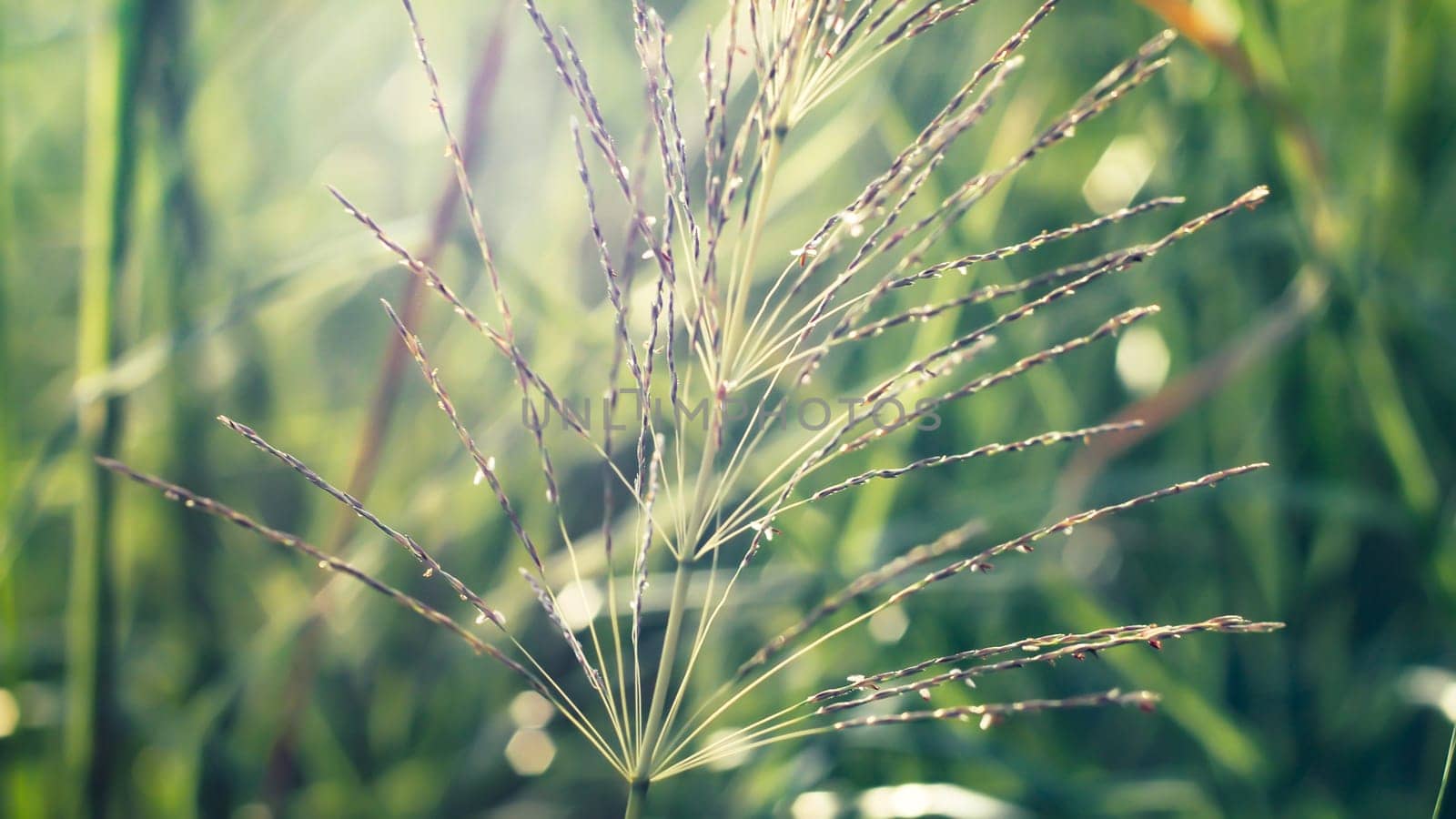 Wild grass beautiful soft flowers in forest. Perfect nature concept idea background