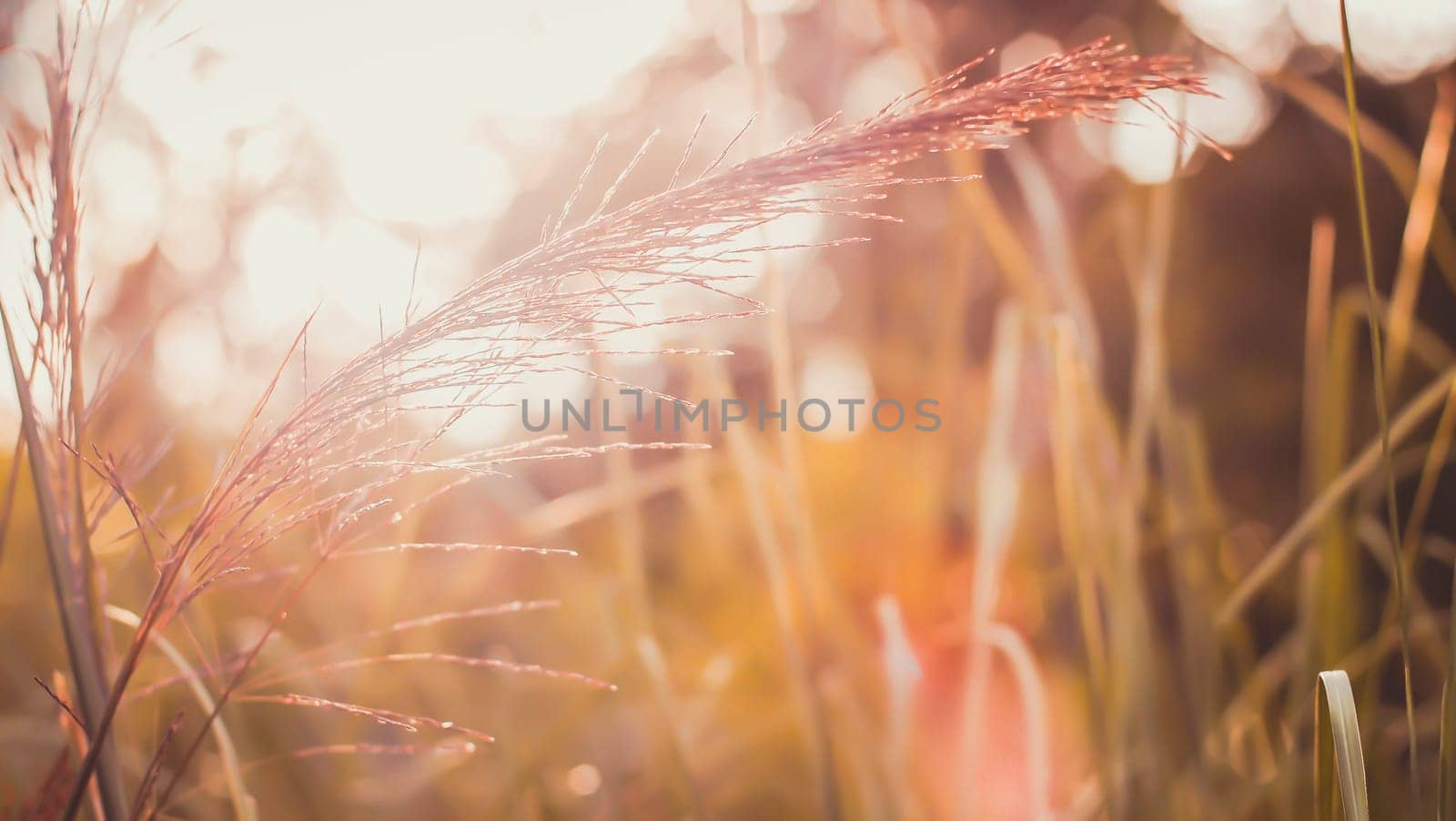 Wild Grass Silhouette Against Golden Hour Sky During Sunset .
