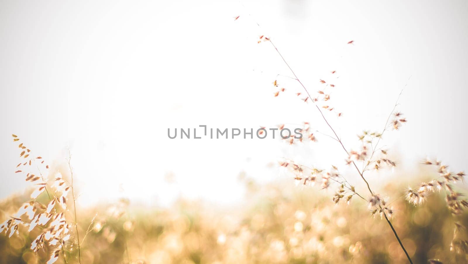 Tree with colorful bokeh sun light on sunset sky cloud abstract background. Summer vacation and nature travel adventure concept. Vintage tone filter effect color style