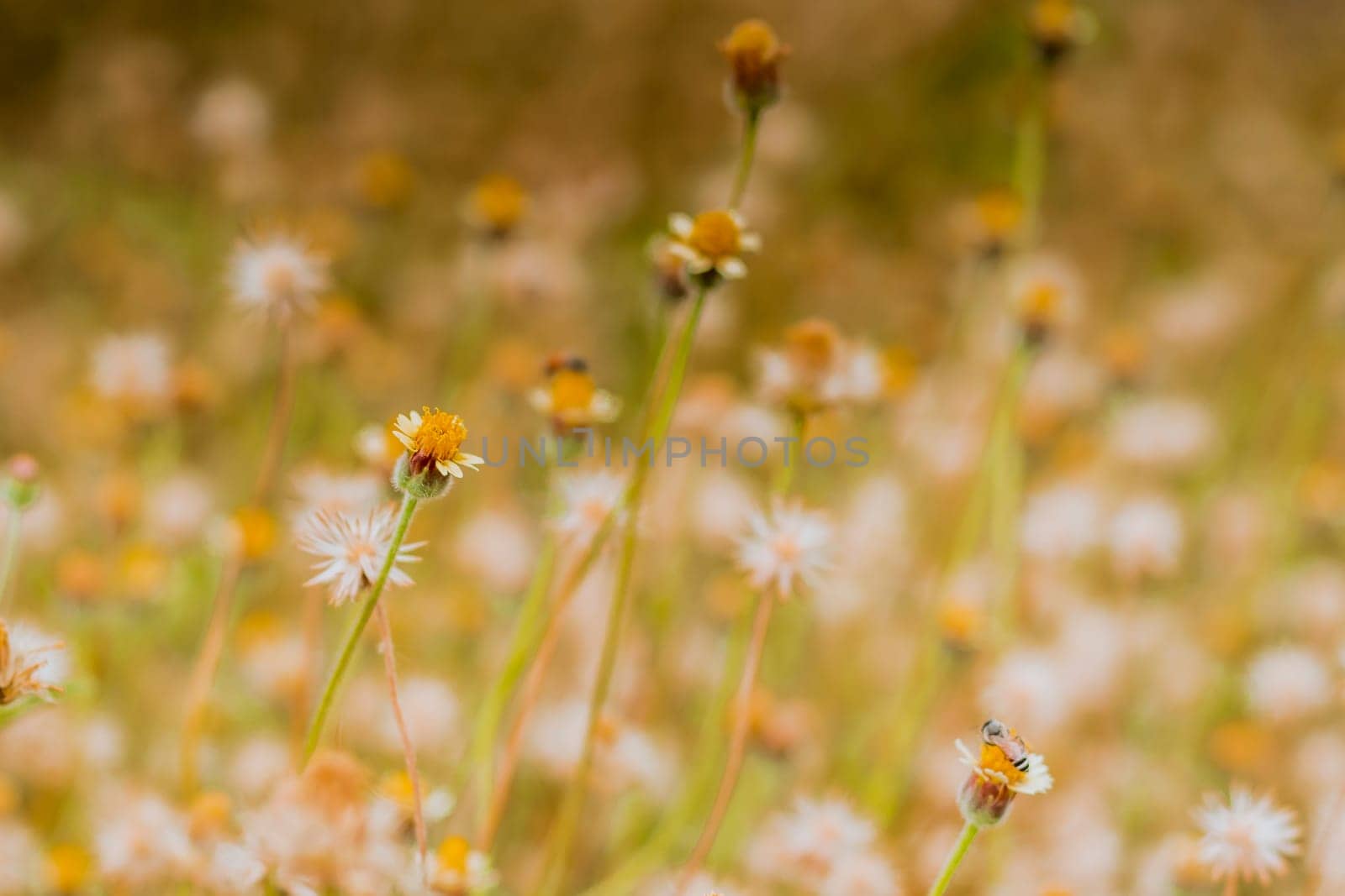 Abstract wild grass flowers grassland in summer background with blurred flowers and bokeh. Green grass and little white flowers on the field. Beautiful summer landscape.