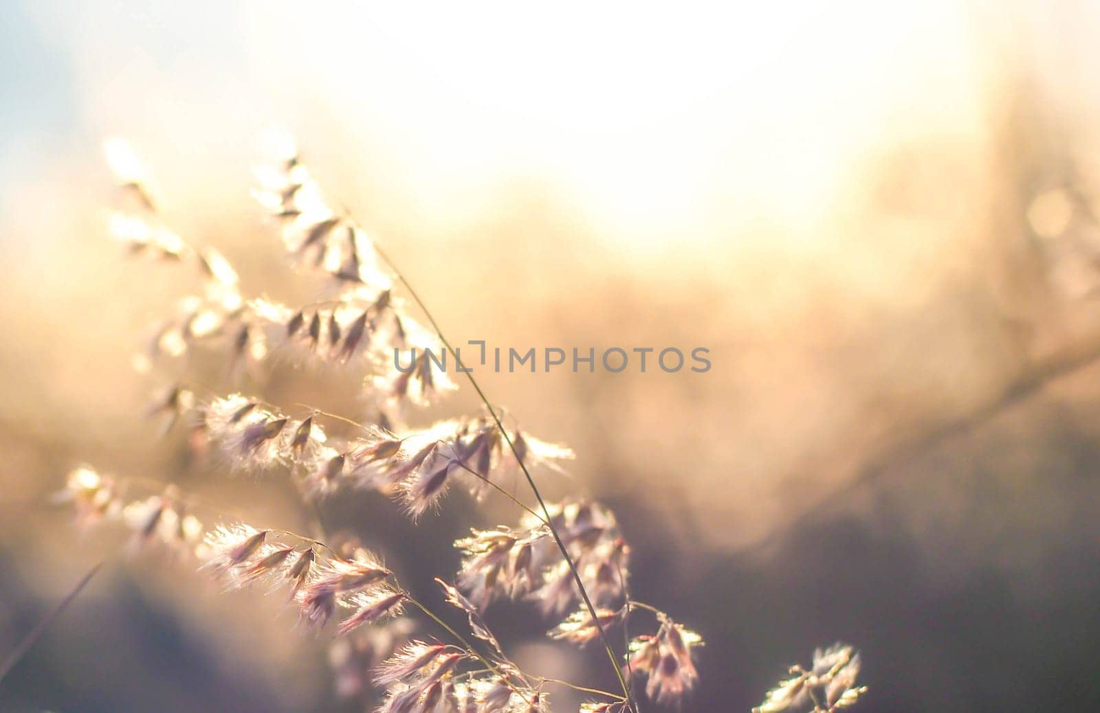 Soft focus blurred bokeh of sunlight through wild flowers grass field in sunrise and sunset background warm vintage tone.