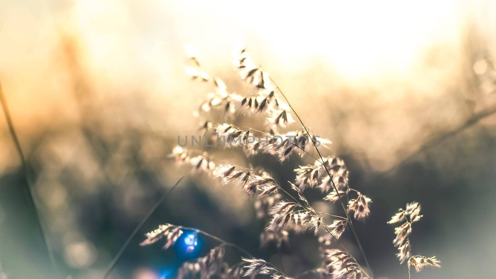 A beautiful shiny field of golden wildflowers over blur nature background.