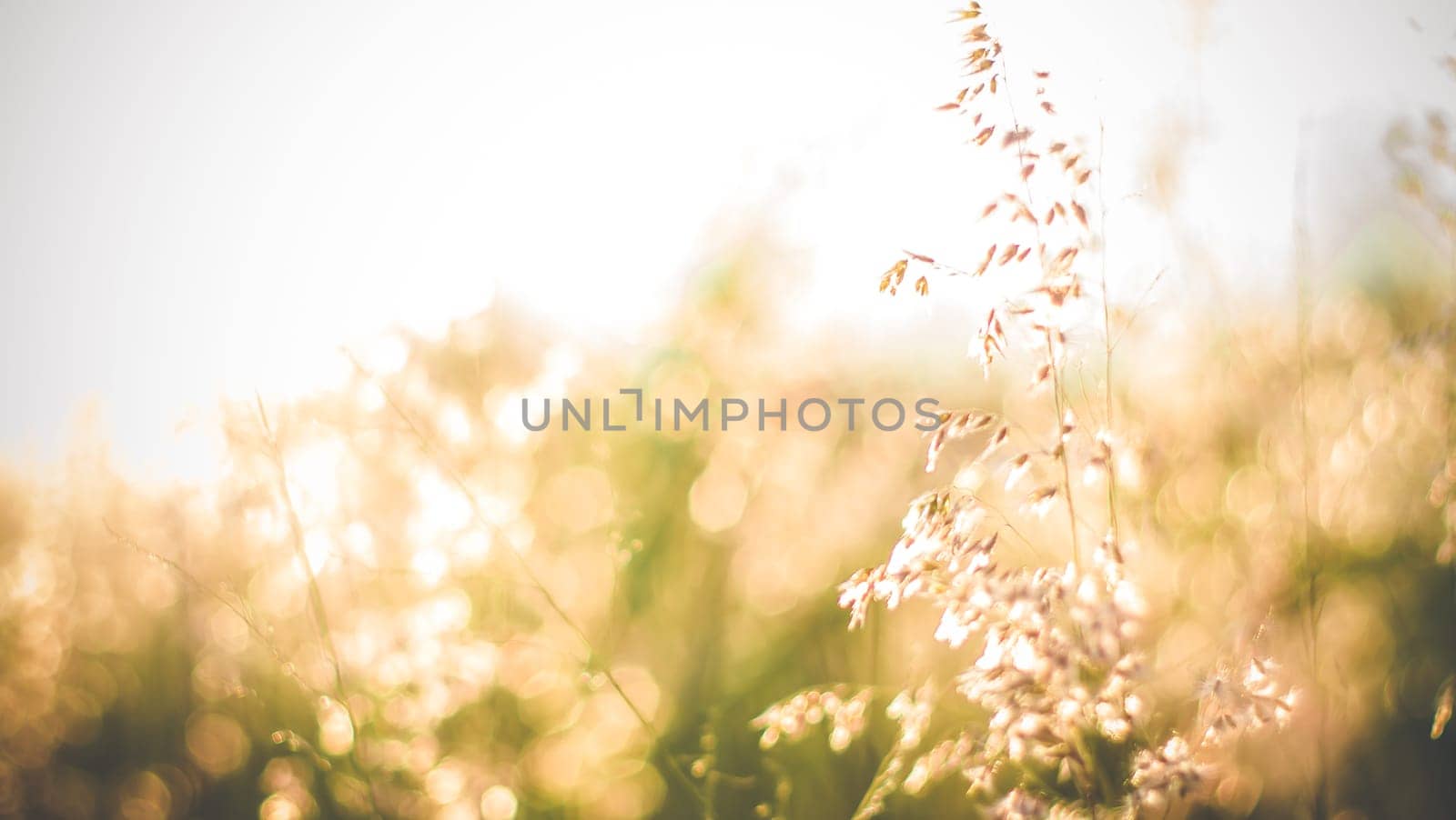 Tree with colorful bokeh sun light on sunset sky cloud abstract background. Summer vacation and nature travel adventure concept. Vintage tone filter effect color style