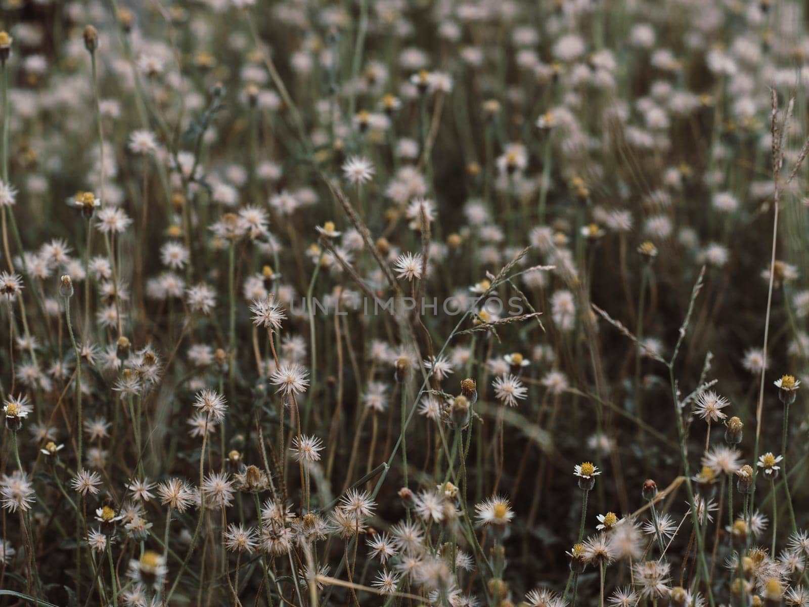 Abstract wild grass flowers grassland in summer background with blurred flowers and bokeh. Green grass and little white flowers on the field. Beautiful summer landscape.