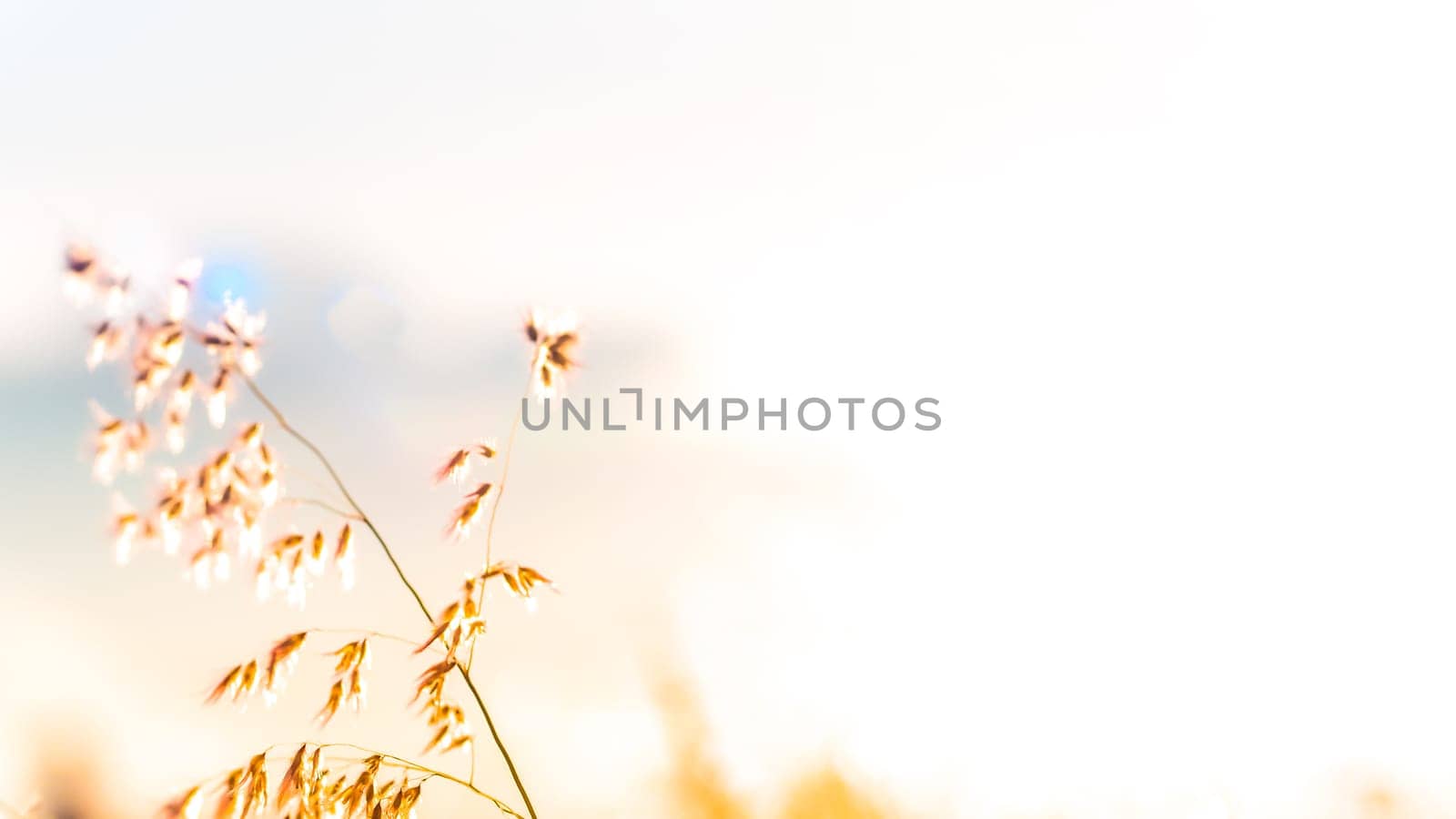 A beautiful shiny field of golden wildflowers with white light blur background