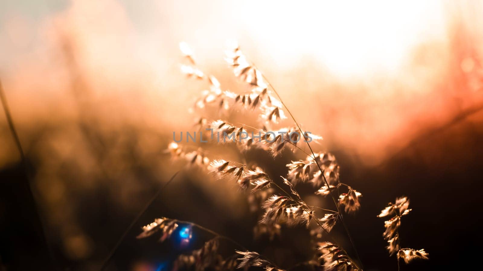 A beautiful shiny field of golden wildflowers .