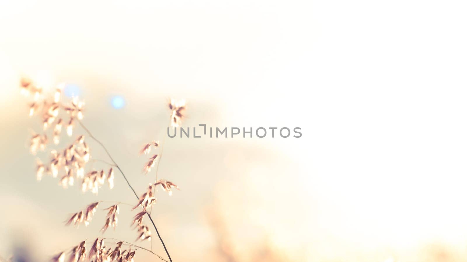 Wild flowers on the field in sunset light nature background. Wild grass growing on the meadow in beautiful sunset light