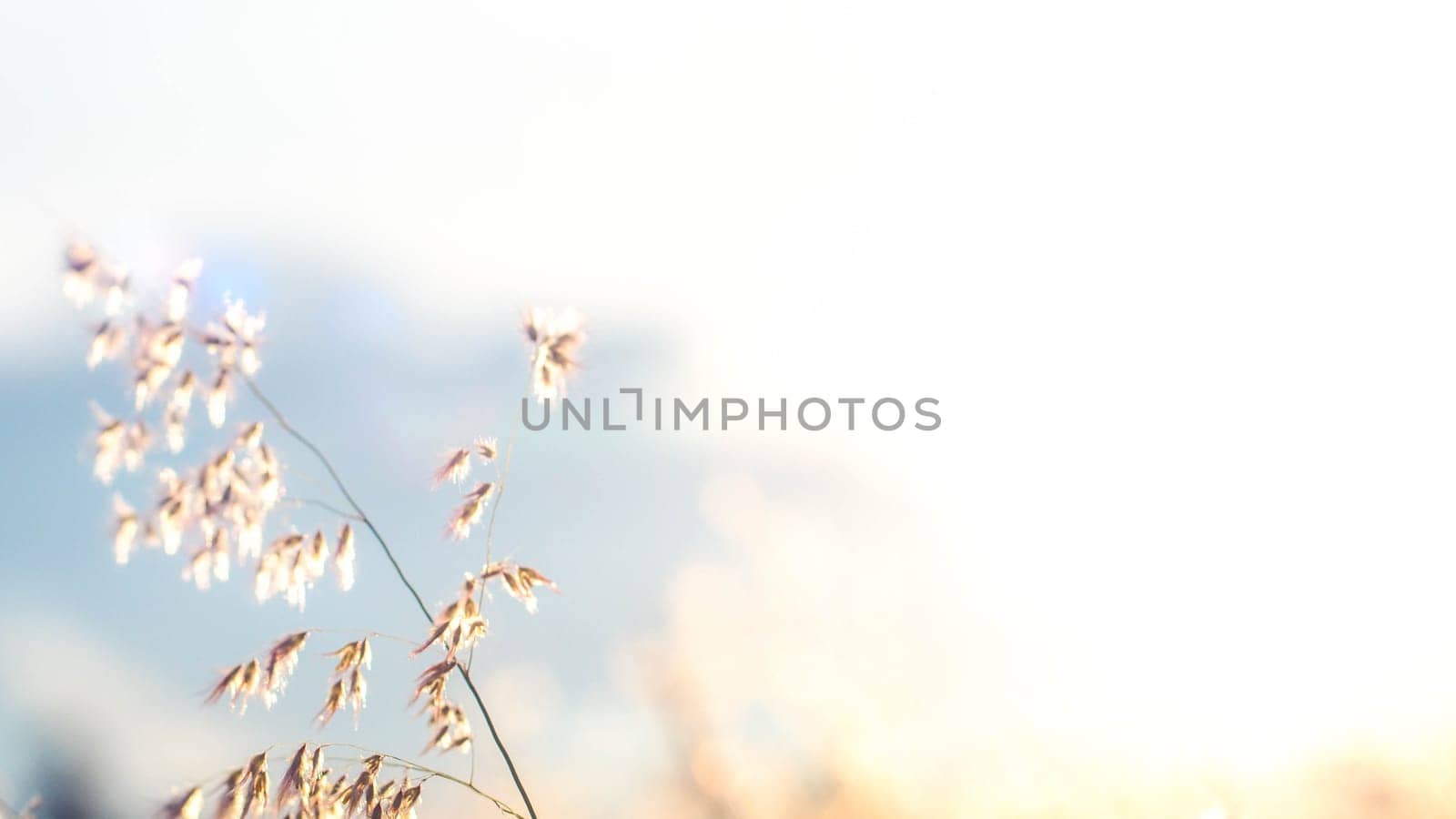 Soft focus blurred bokeh of sunlight through wild flowers grass field in sunrise and sunset background warm vintage tone.