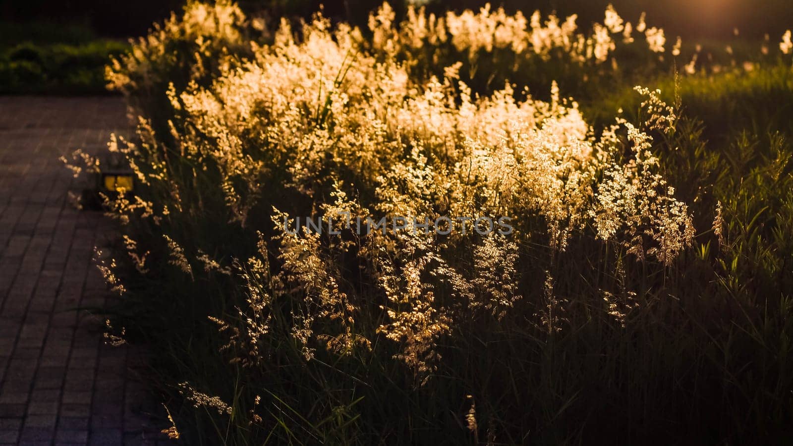 Soft focus blurred bokeh of sunlight through wild flowers grass field in sunrise and sunset background warm vintage tone.