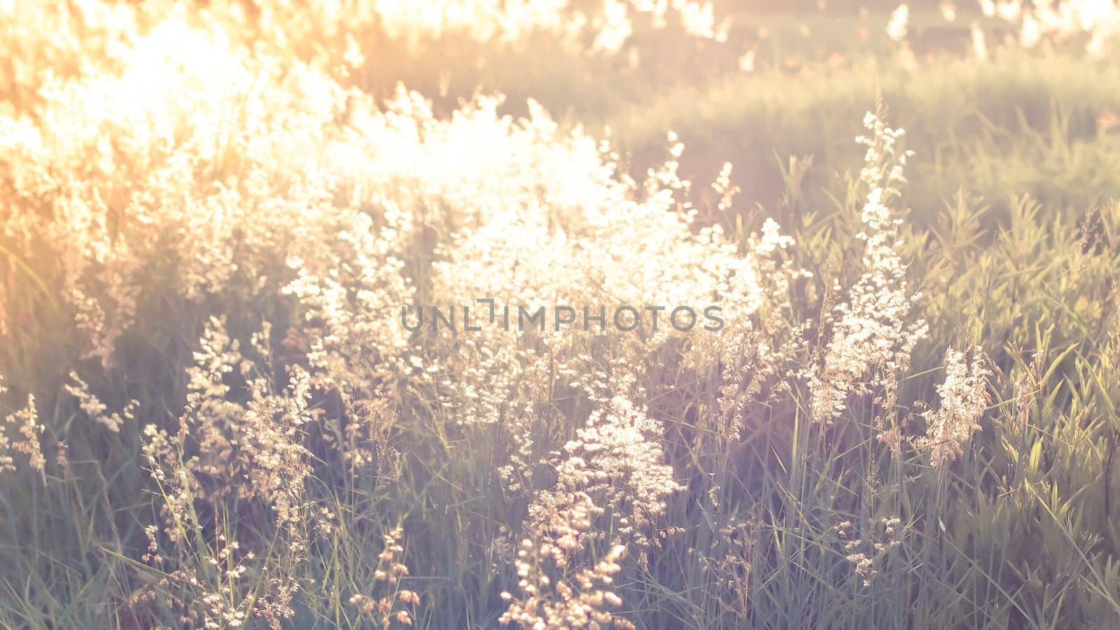Wild flowers on the field in sunset light nature background. Wild grass growing on the meadow in beautiful sunset light