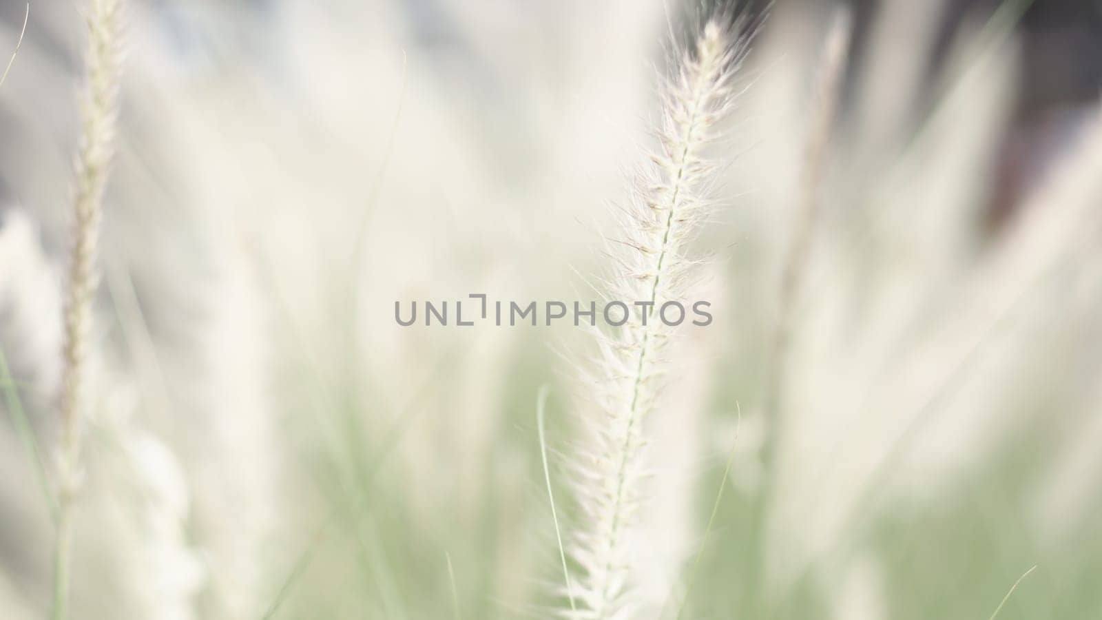 vintage background wild grass flowers, nature beautiful, toning design spring nature, sun plants