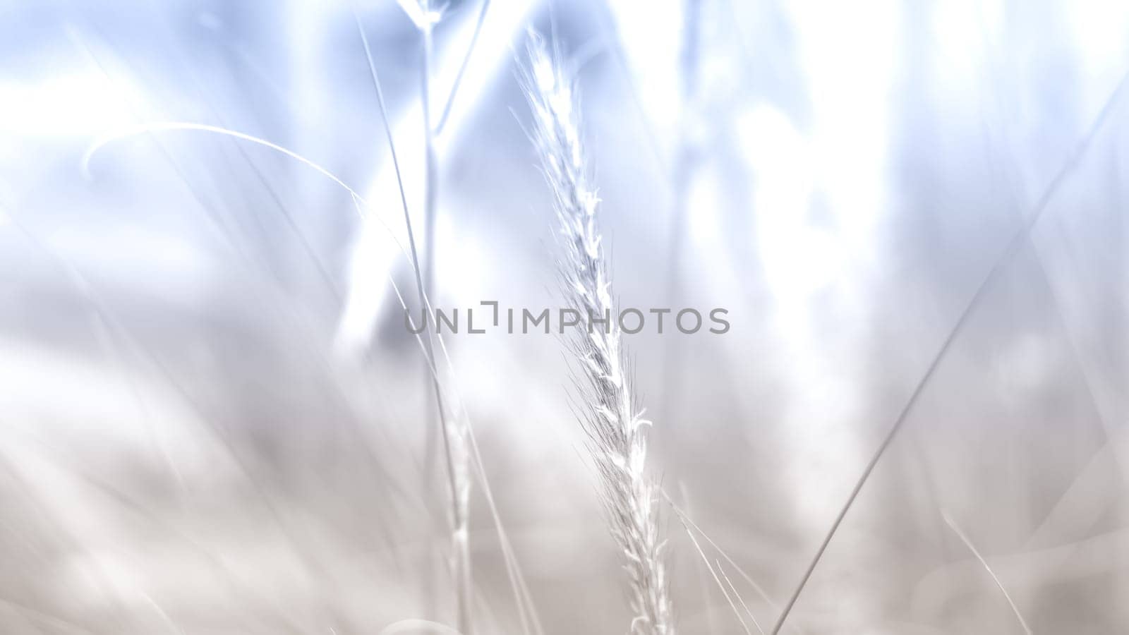 vintage background wild grass flowers, nature beautiful, toning design spring nature, sun plants
