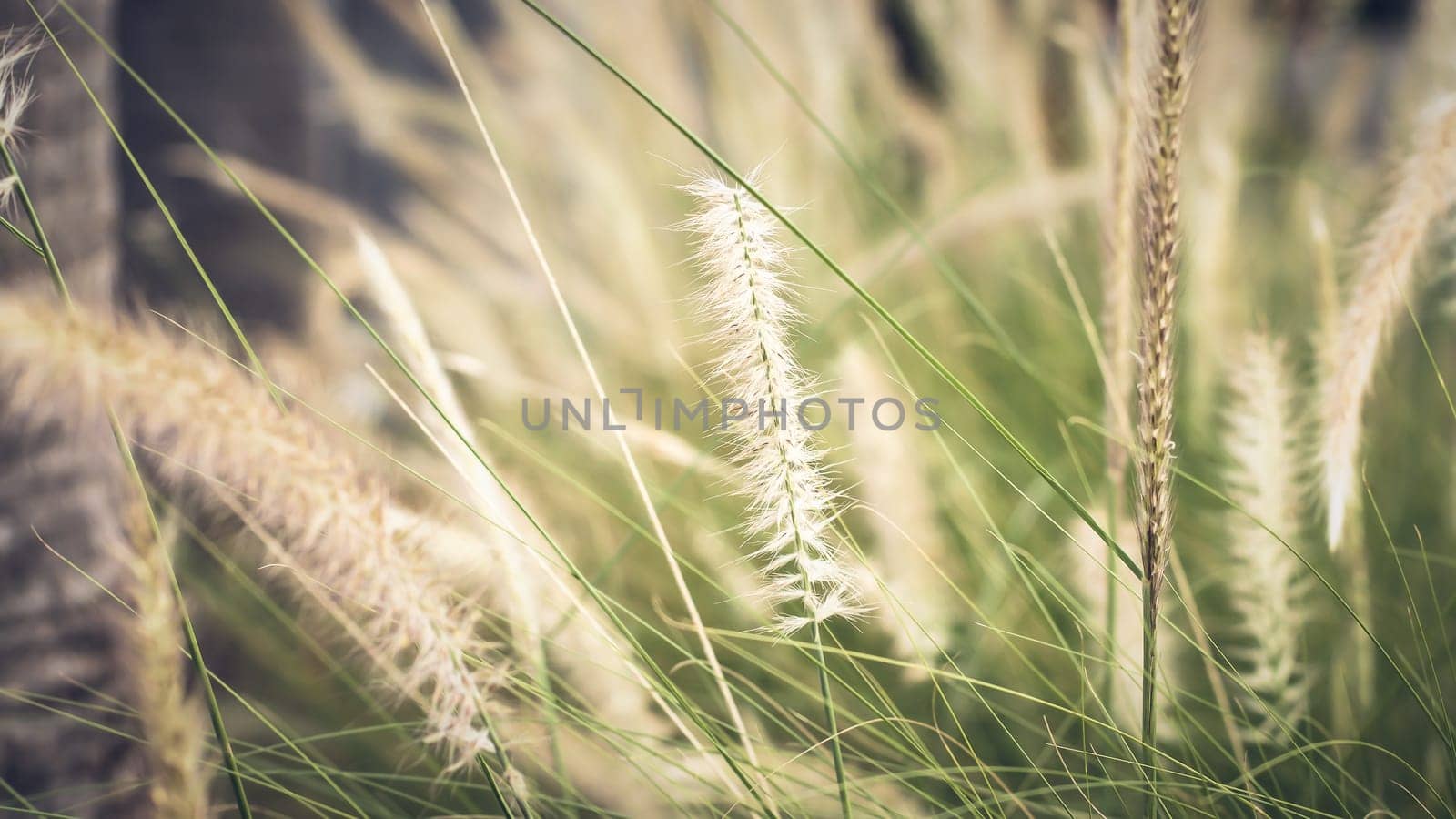 vintage background wild grass flowers, nature beautiful, toning design spring nature, sun plants
