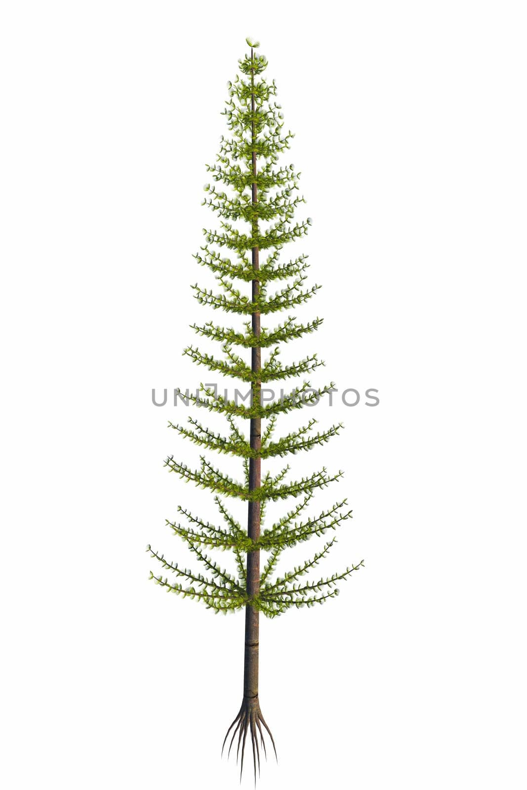 Calamites began in the Devonian and became trees during the Carboniferous Period and exist today as horsetail plants.
