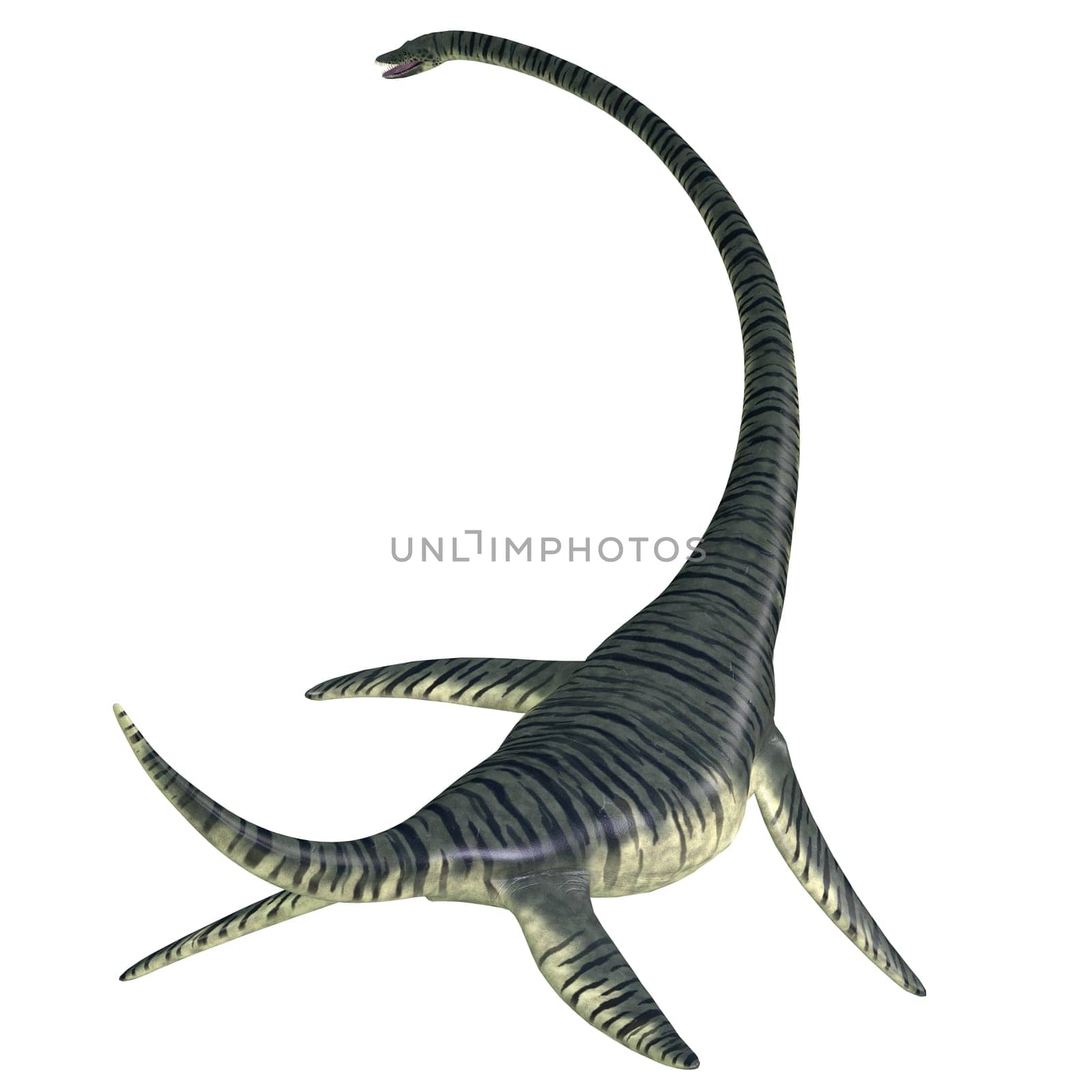 Elasmosaurus was a marine plesiosaur reptile that lived in North America seas in the Cretaceous Period.