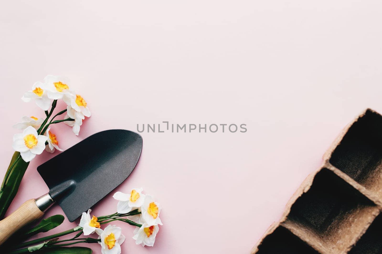 Spring Daffodils, garden shovel, eco cassettes for seedlings. Pink background. High quality photo