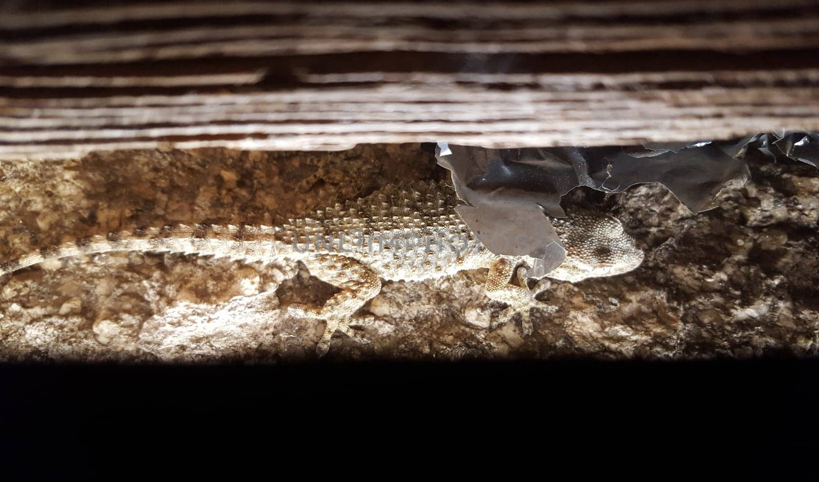 Common wall gecko climbing old lintel door. Closeup