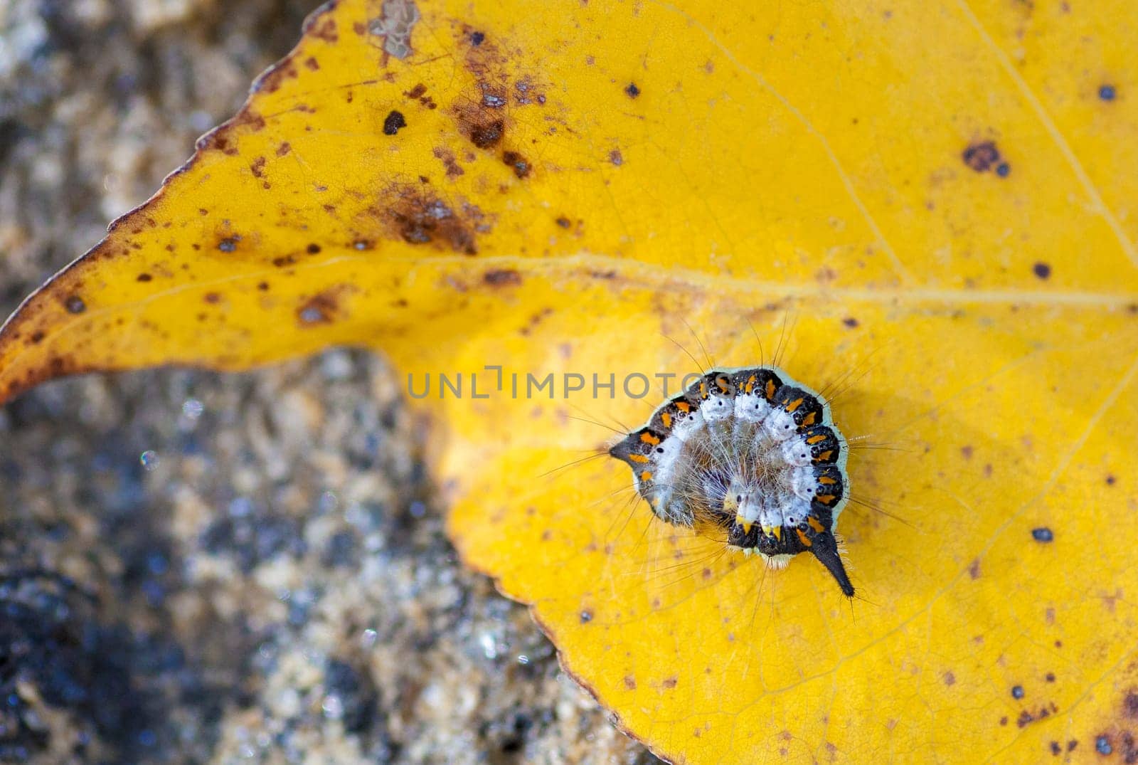 Caterpillar rolled up into a ball over yellow autumn leaf. Closeup