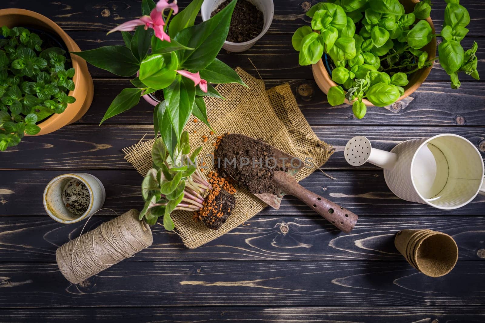 Replanting plants - herbs, flowers and plants in pots, green garden on a balcony. Urban gardening, urban jungle and home planting