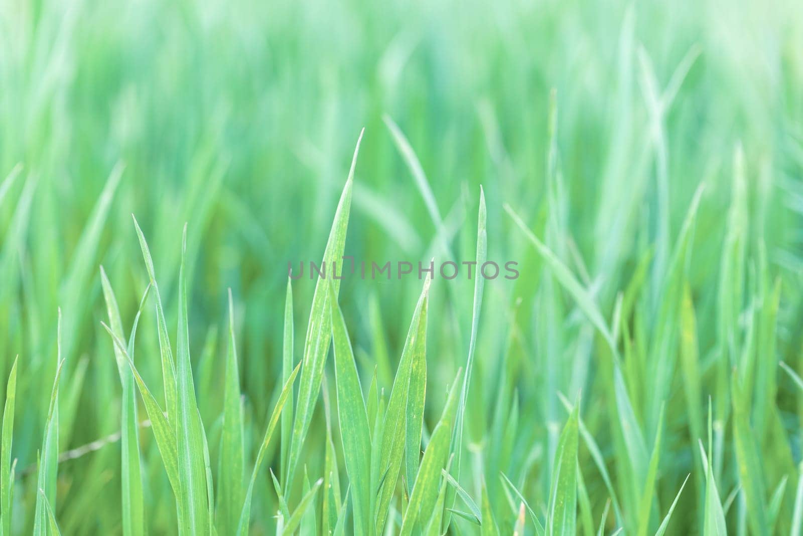 grass on meadow, abstract color tone spring background with shallow focus