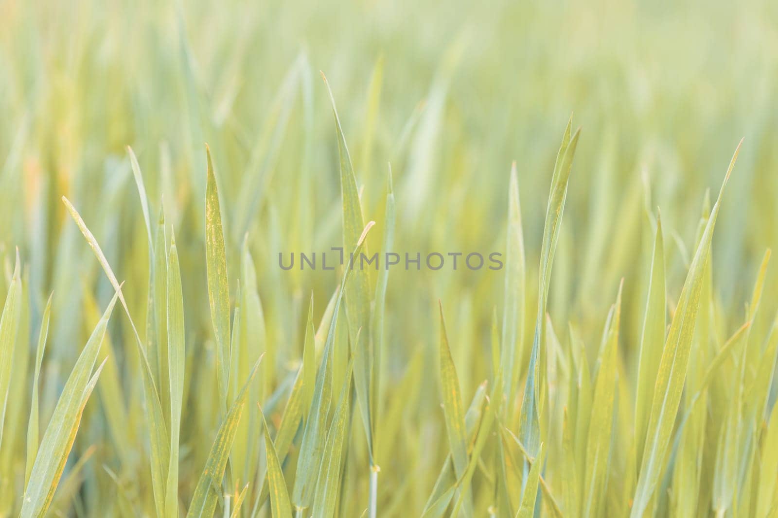grass on meadow, abstract color tone spring background with shallow focus
