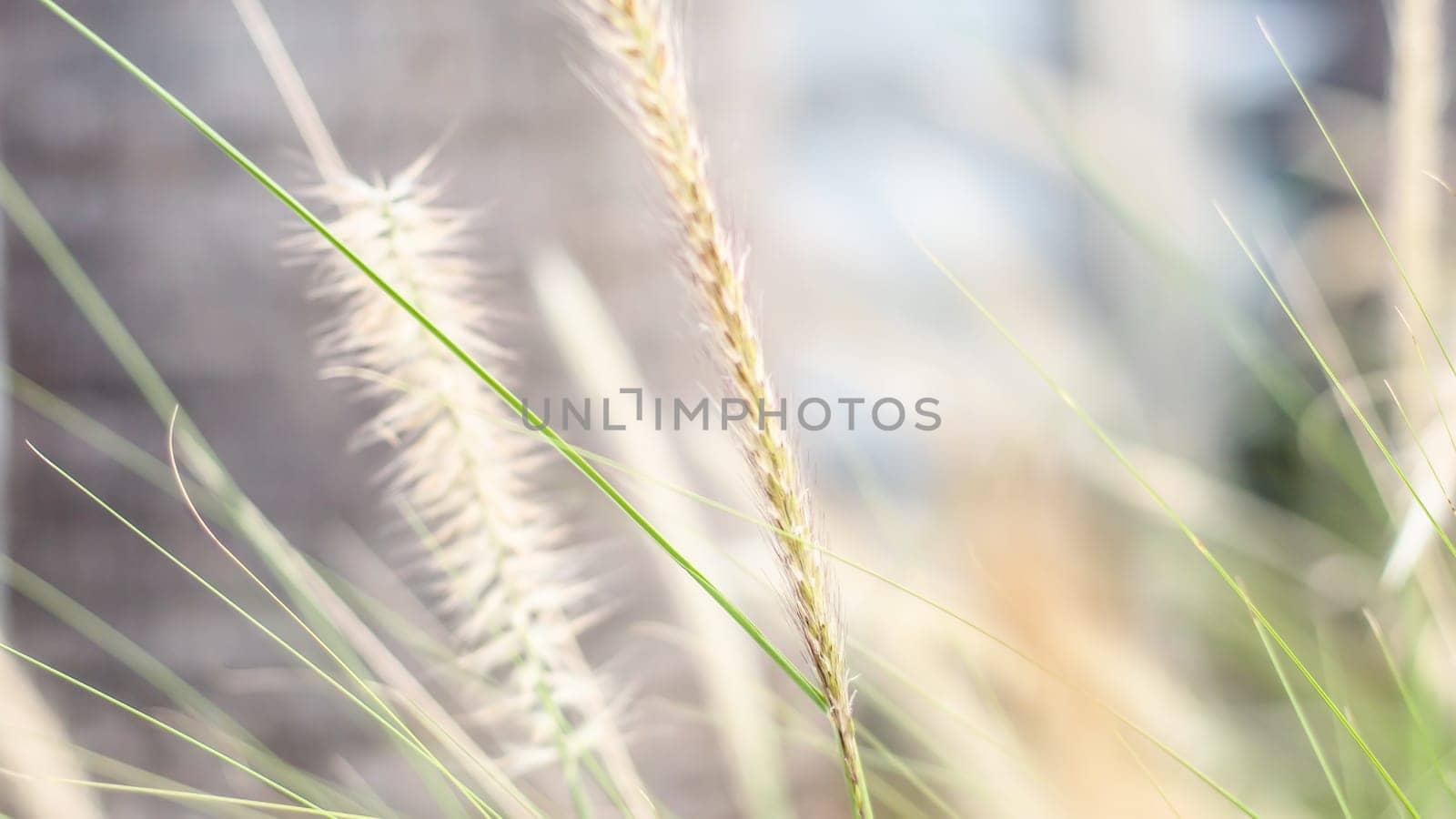 vintage background wild grass flowers, nature beautiful, toning design spring nature, sun plants