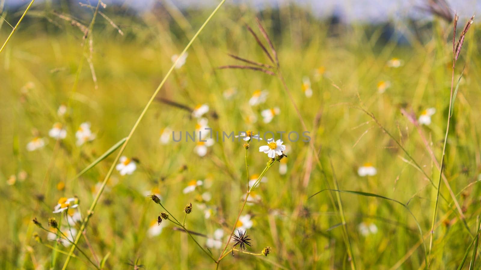 wild grasses close up harvest yellow field background