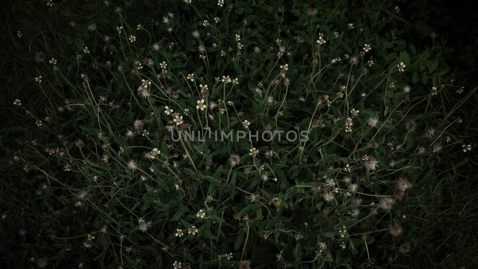 Concept nature and plant. Beautiful fairy yellow flowers with Green leaves background. Green leaves color tone dark in the morning. Tropical Plant in Thailand, environment, good air, fresh. Photo, soft selective focus, blurry background