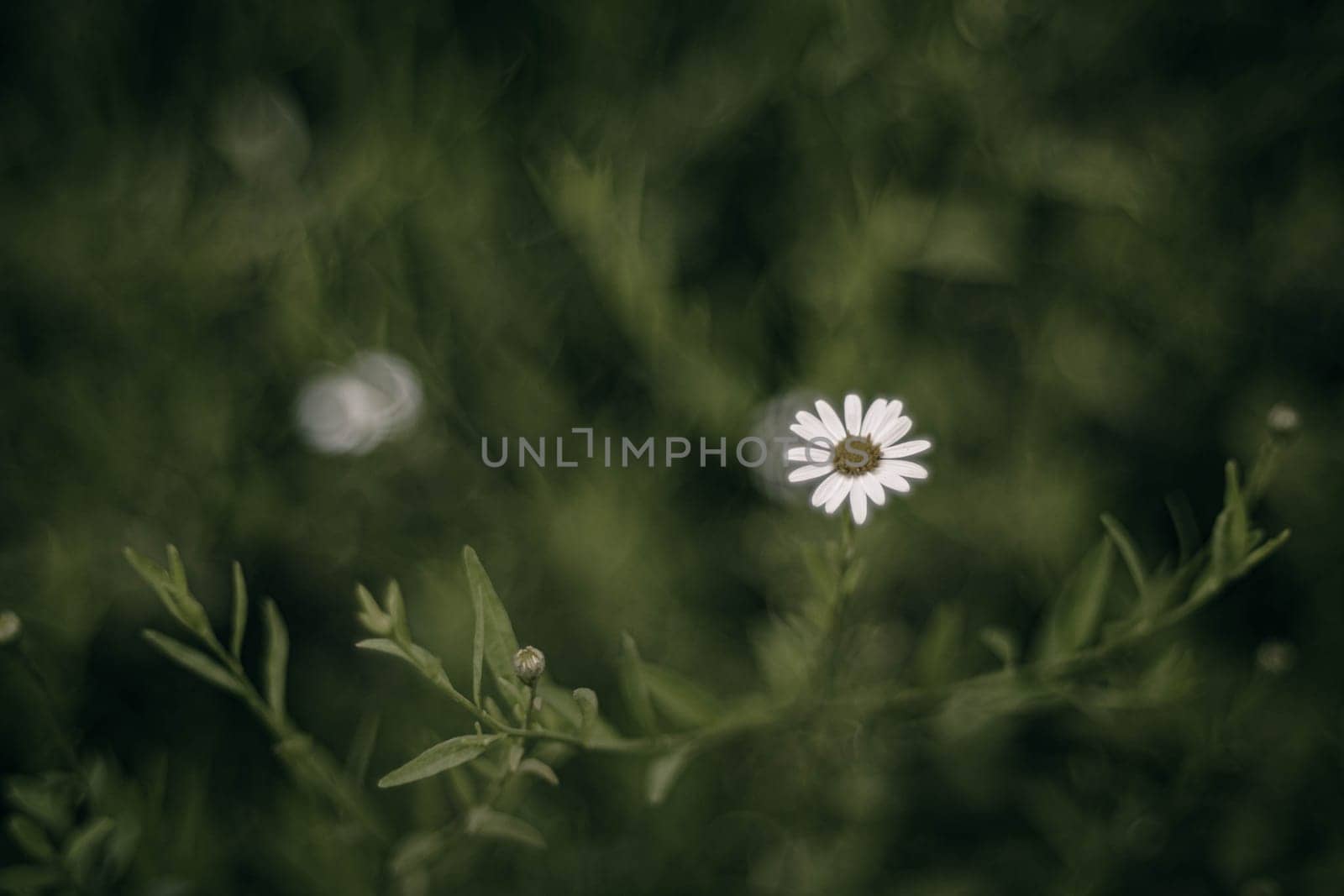Selective focus of Little white flowers. Background authentic small flowers with barely noticeable green leaves. Floral textured background. Beautiful delicate white flowers.