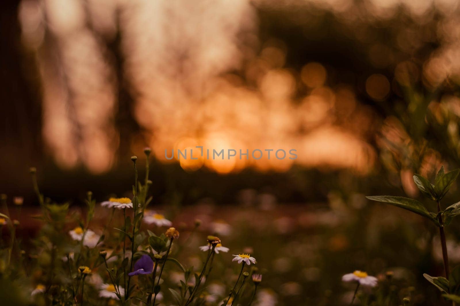soft focus  Grass flower ,close up  a little wild flowers grass in sunrise and sunset background warm vintage tone photo in sunlight. The blossoming summer garden. Botany. warm sunlight boke