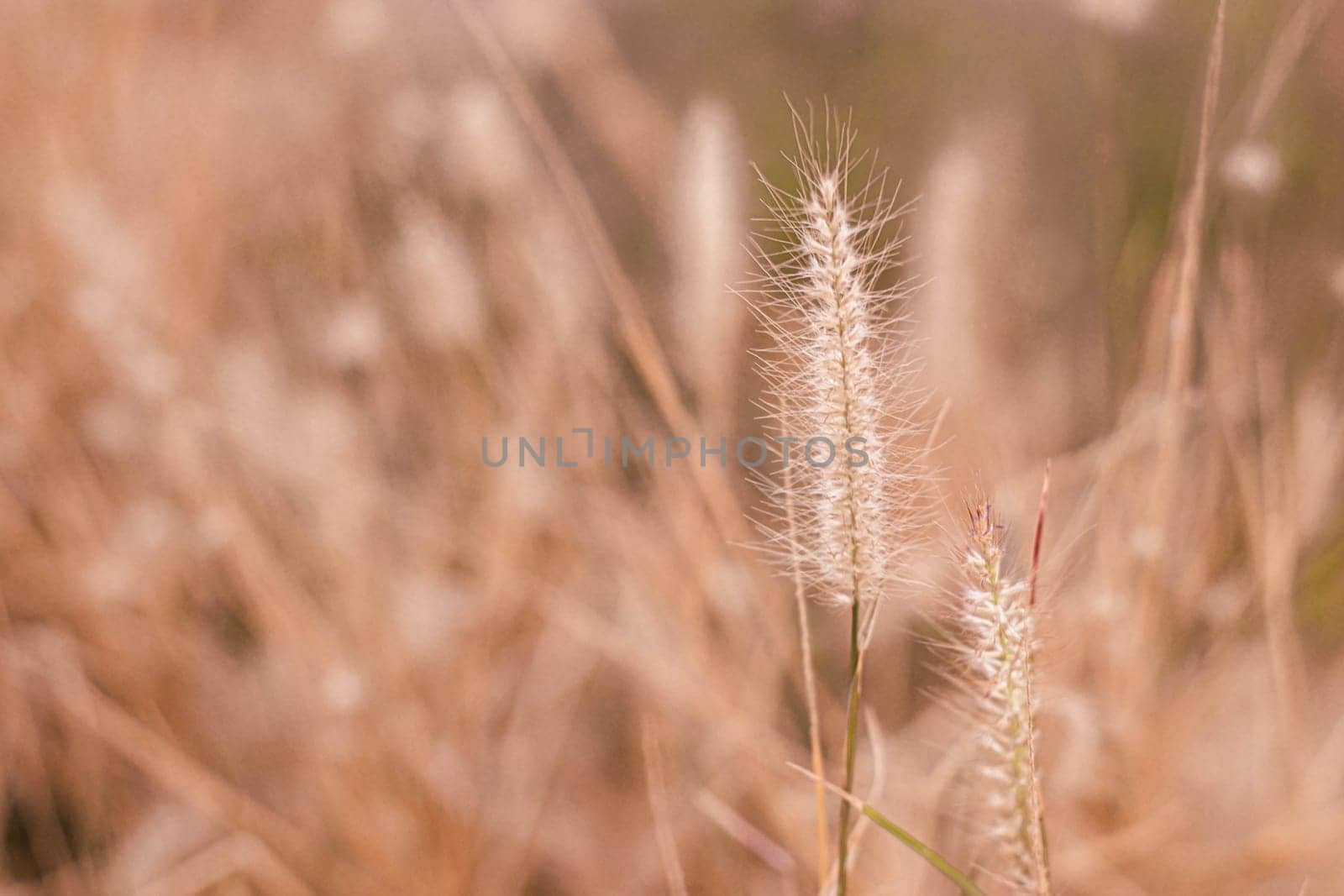 Grass flower, close up soft focus a little wild flowers grass in sunrise and sunset background warm vintage tone photo. Wild grass flowers field with vintage tone.