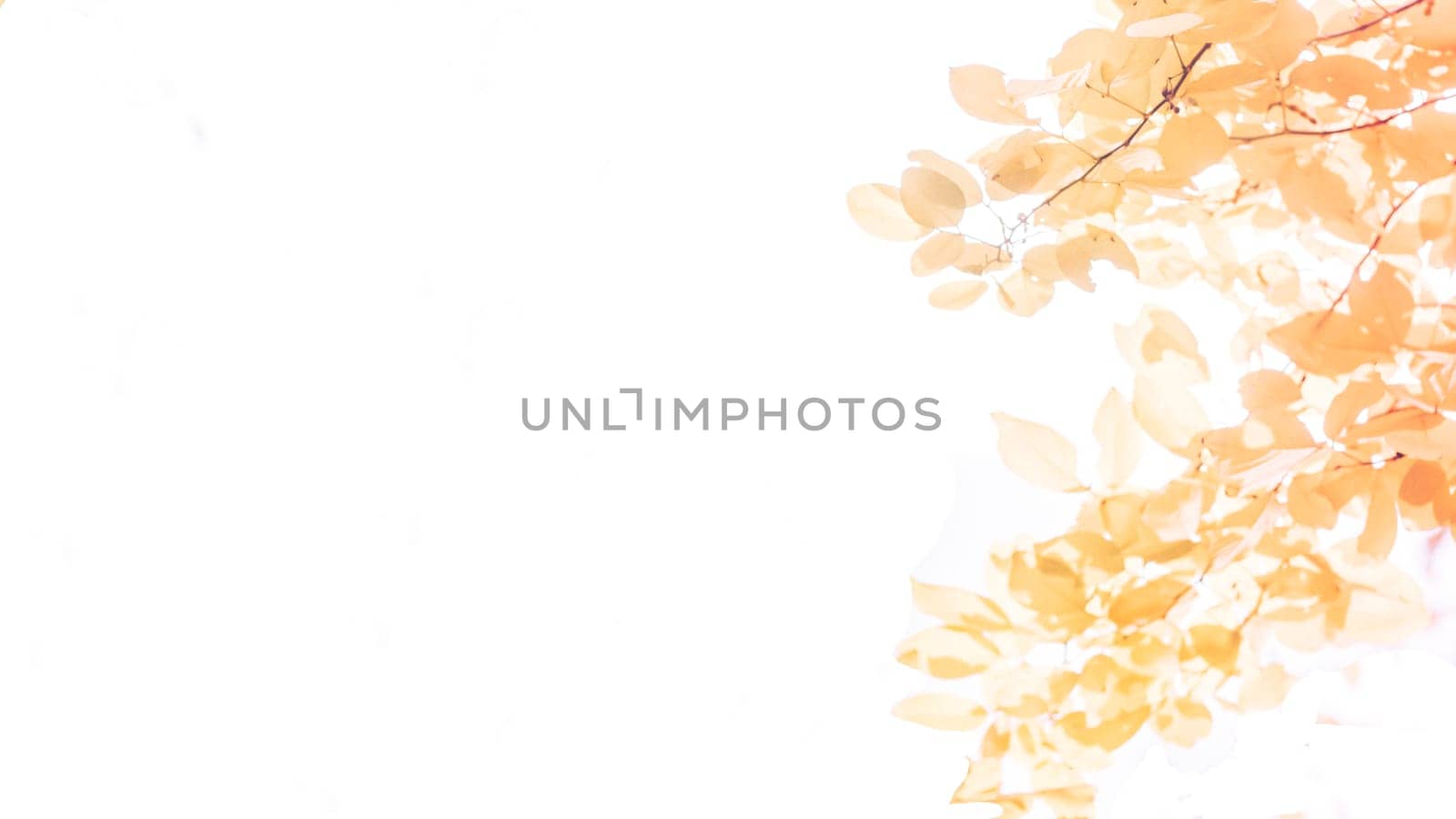 Autumn season banner. Greeting card  foliage of yellow, orange and red color . leaves. Macro. Isolated over white background . Fall. Colored maple leafs with copy space over white background