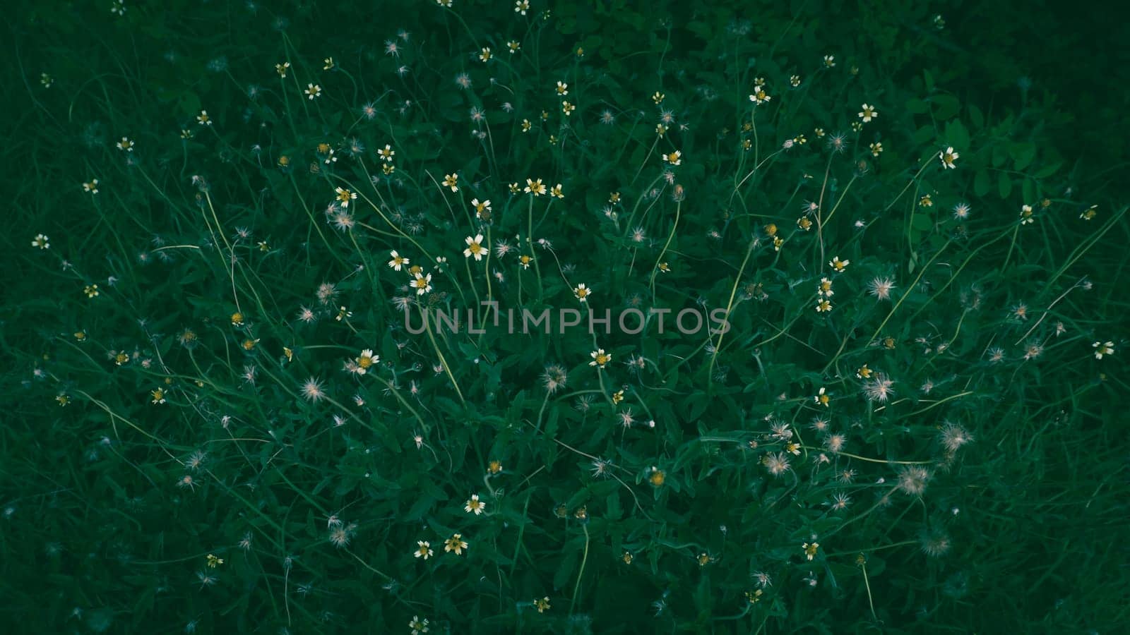 Concept nature and plant. Beautiful fairy yellow flowers with Green leaves background. Green leaves color tone dark in the morning. Tropical Plant in Thailand, environment, good air, fresh. Photo, soft selective focus, blurry background