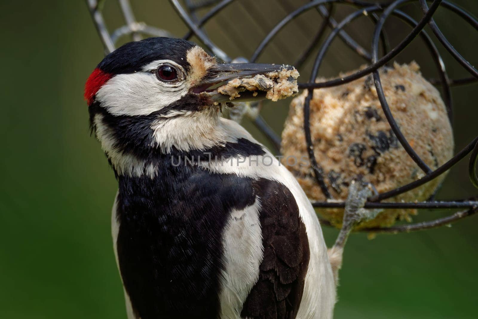 great spotted woodpecker with a fatball