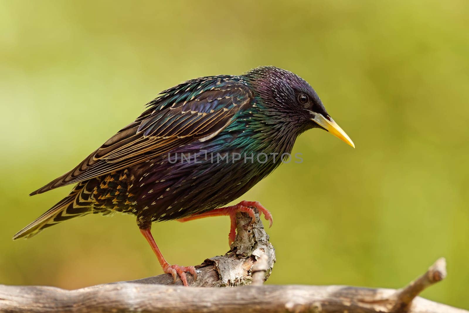Starling in breeding plumage