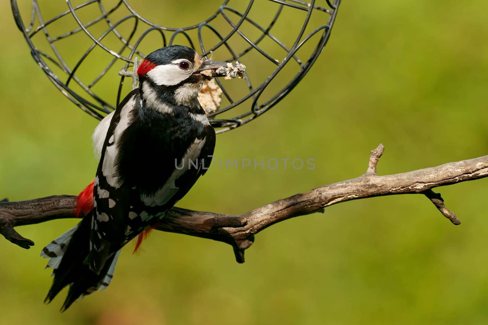 great spotted woodpecker with a fatball