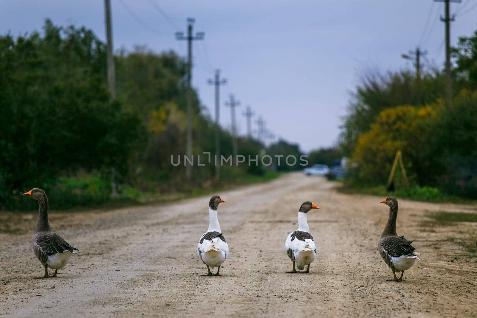 Homemade geese walk along a dirt road in the village. Domestic bird goose.