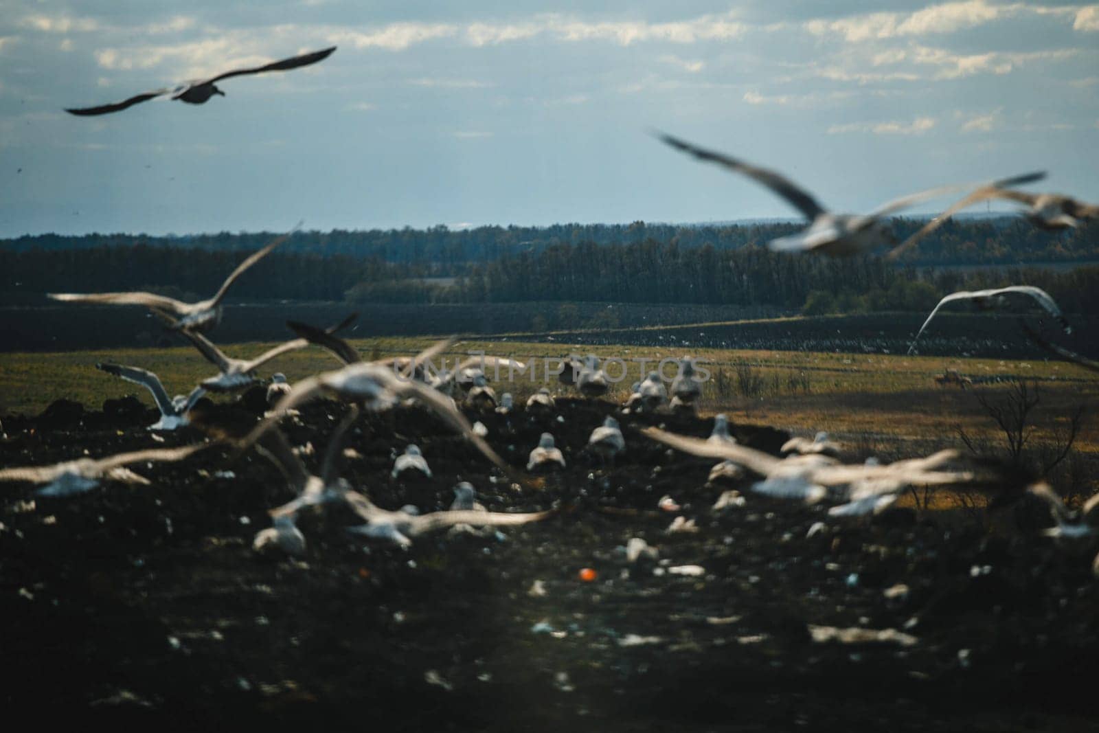 A flock of seagulls in the dump. Birds at the landfill.