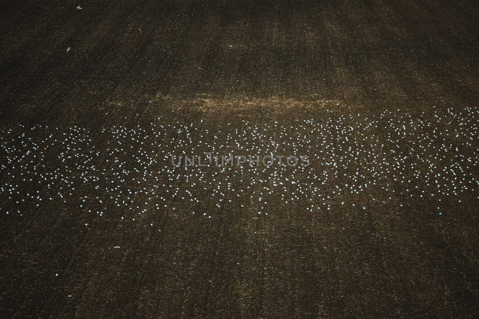 Many seagulls are sitting on the plowed ground. seagulls in the field.