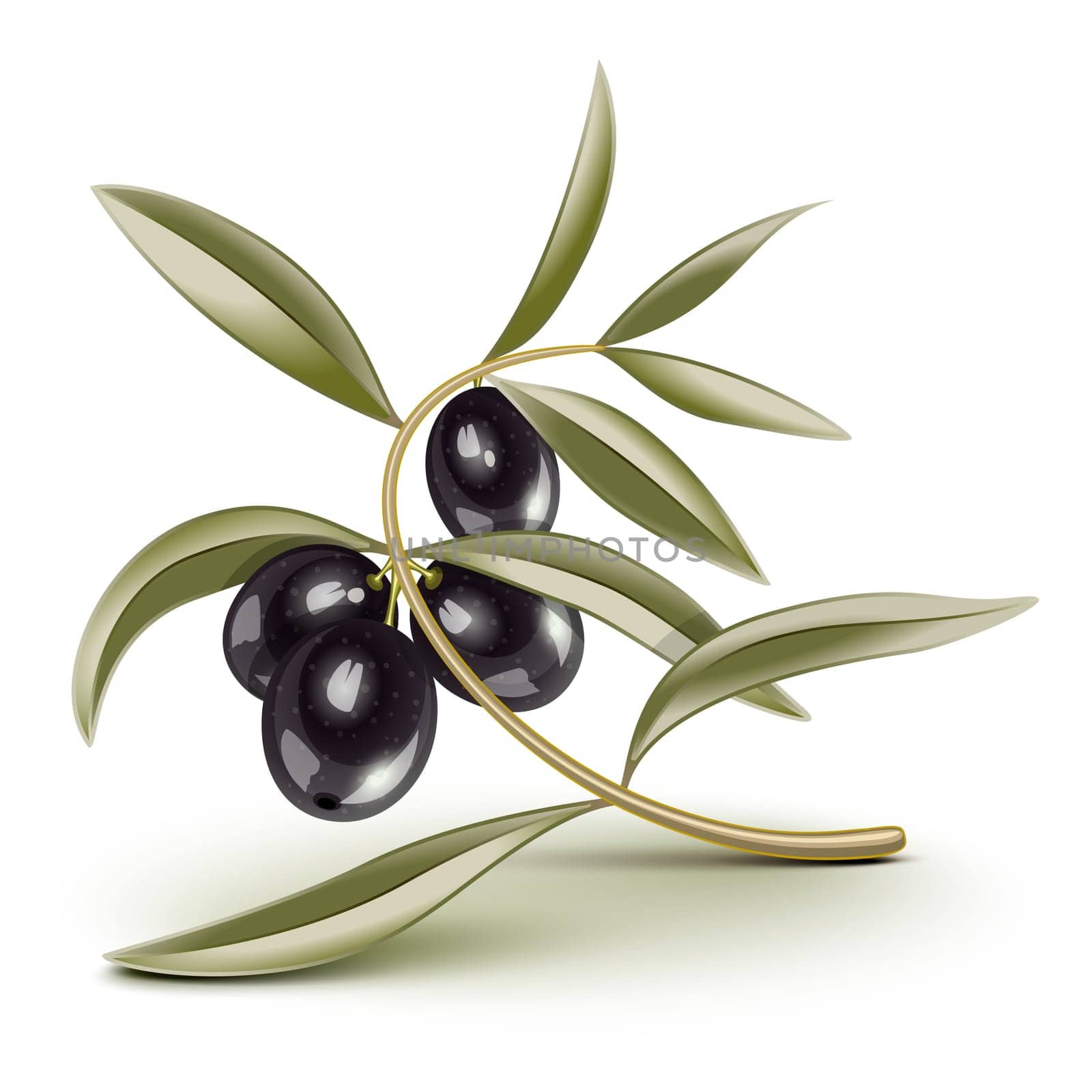 Black olives on a branch