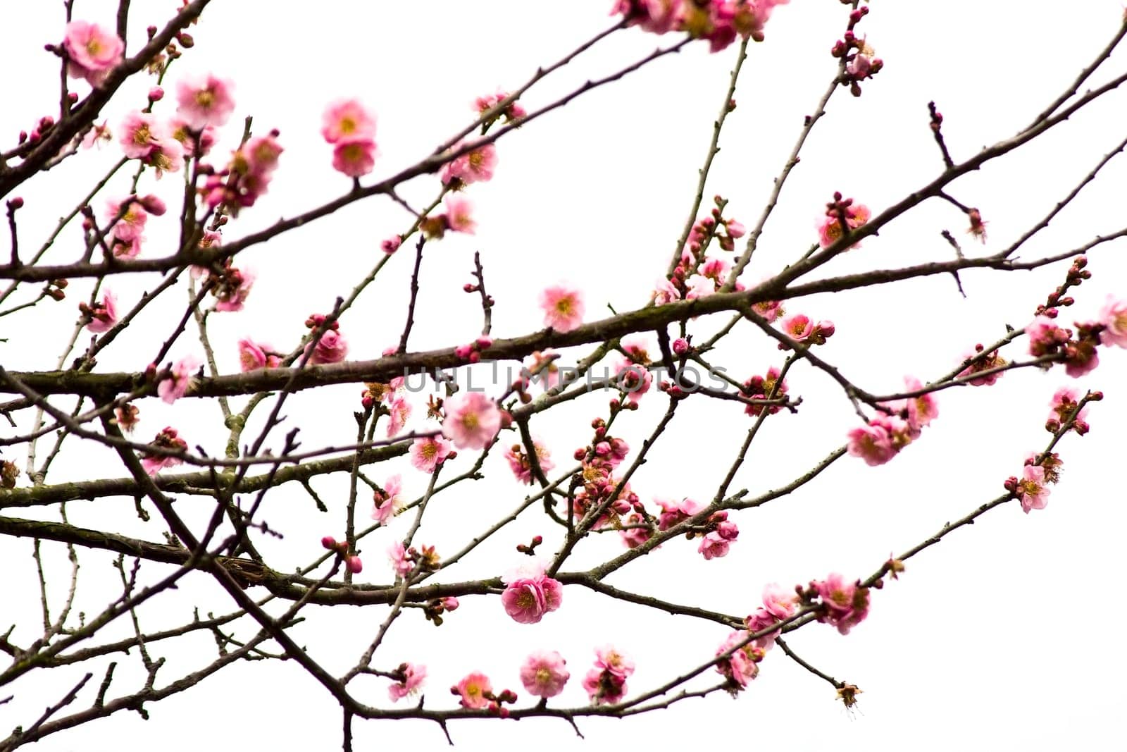 Plum Blossom on White Background