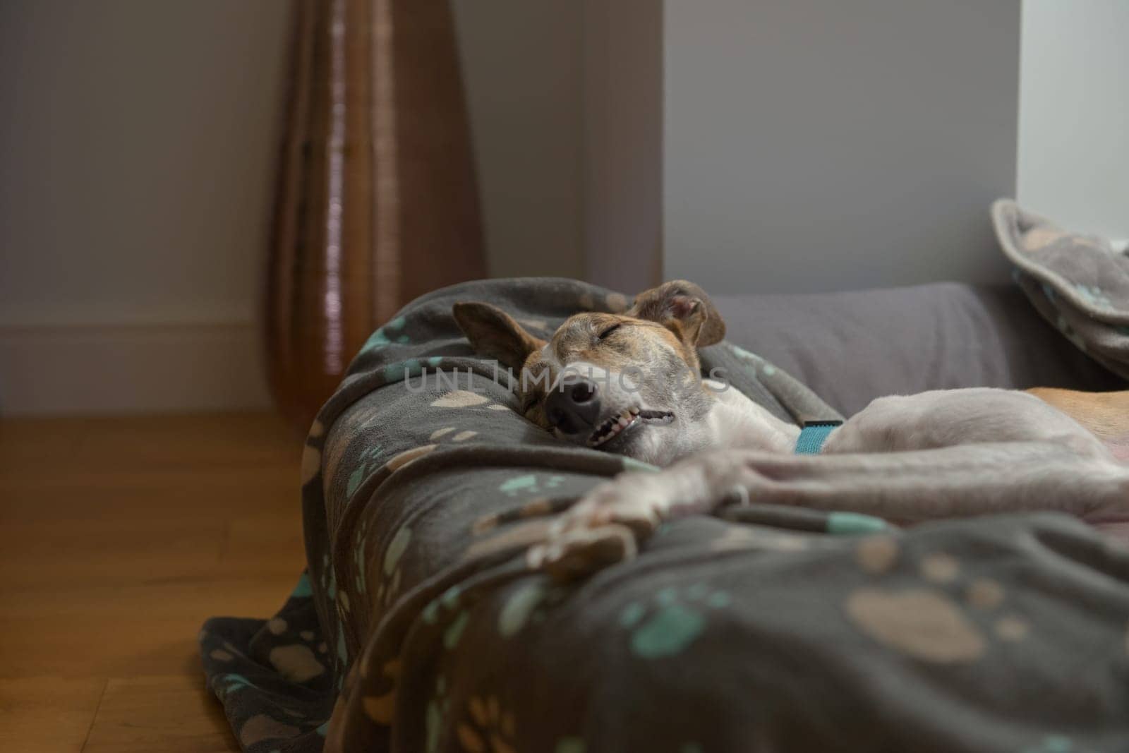 Fast asleep, this white and brindle pet greyhound shows her teeth as she lies in a warm and comfy dog bed. Domestic setting with a home background.